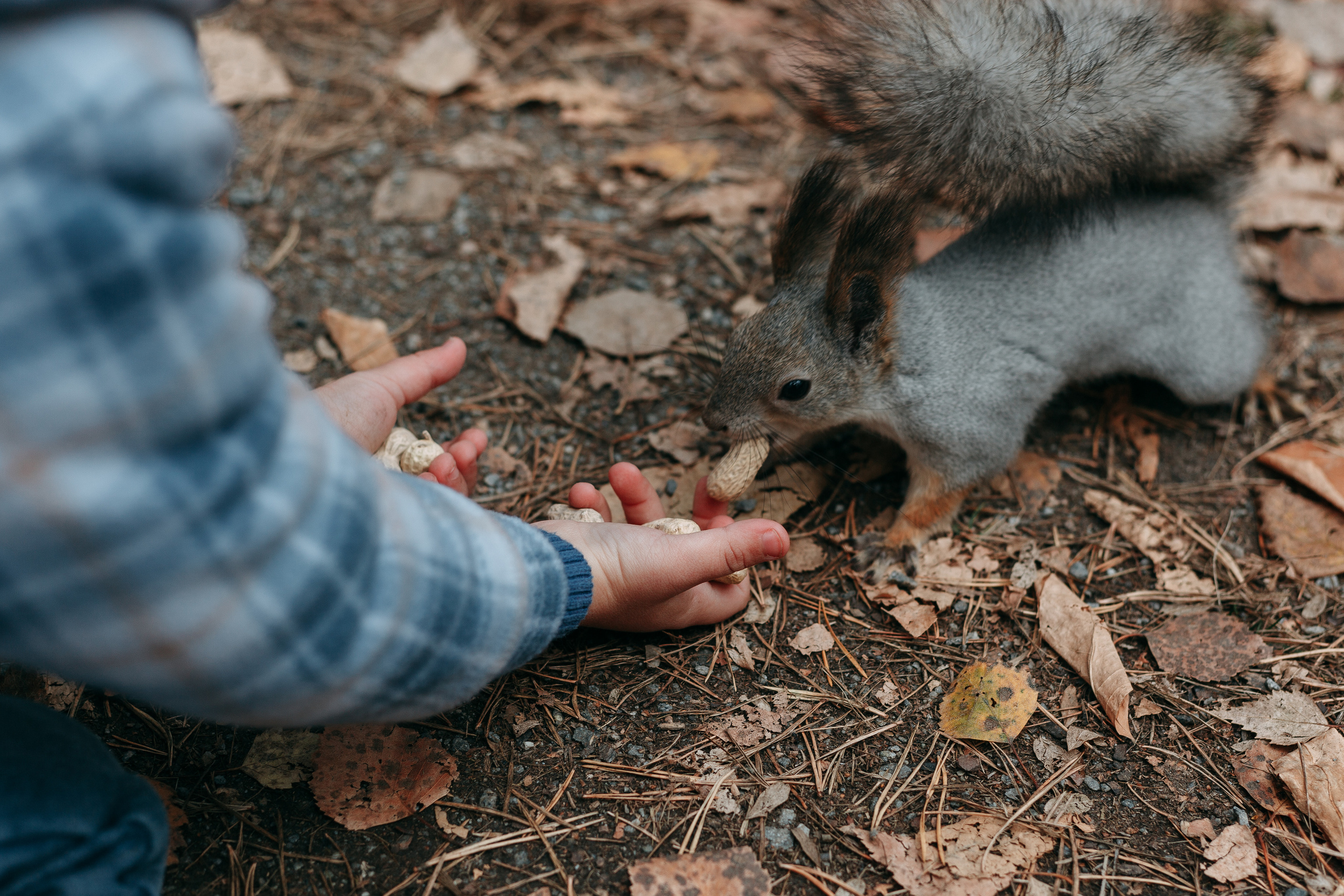 Тимоша, осенняя прогулка. Фотограф семейной и индивидуальной съемки Марина Севостьянова в Челябинске