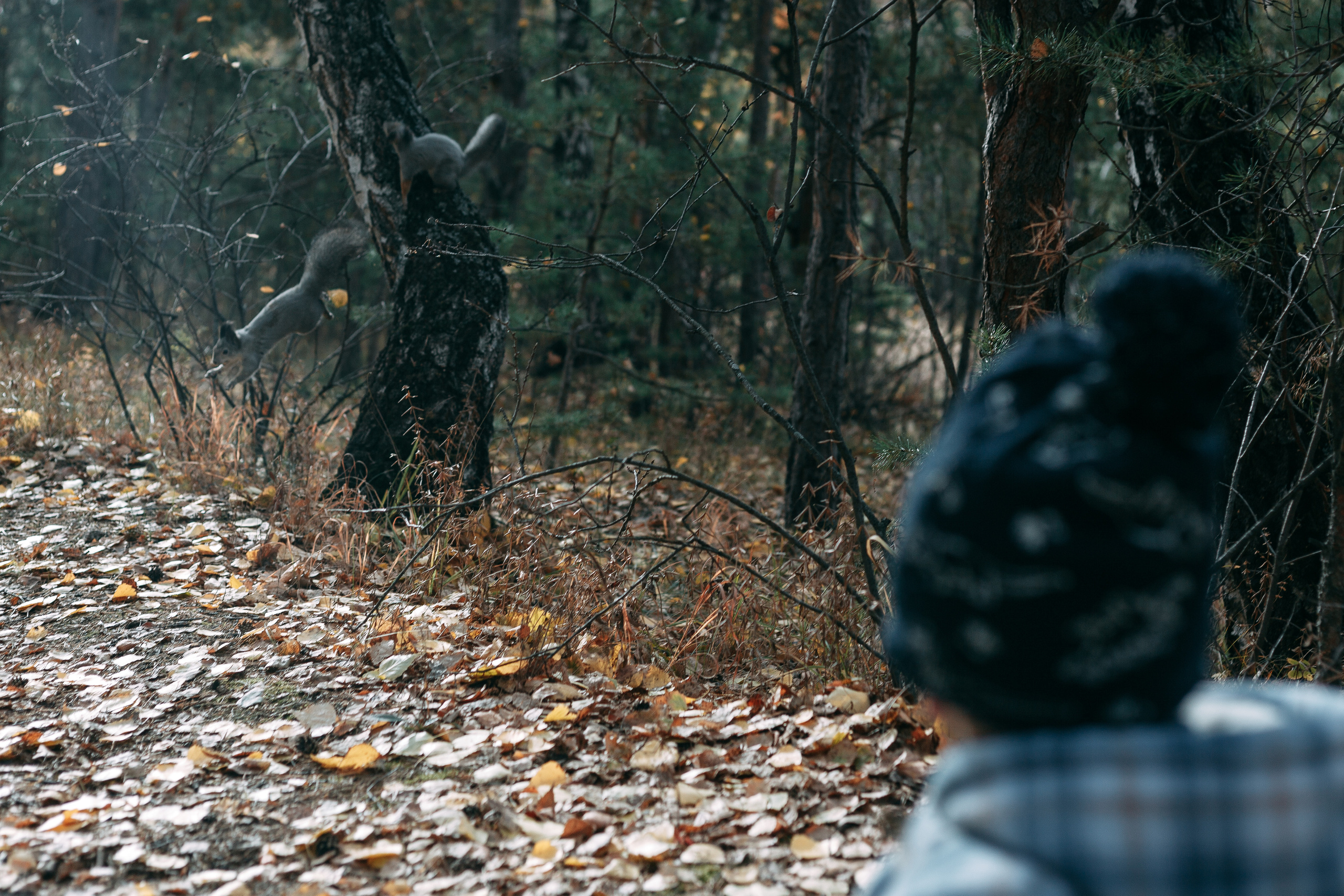 Тимоша, осенняя прогулка. Фотограф семейной и индивидуальной съемки Марина Севостьянова в Челябинске