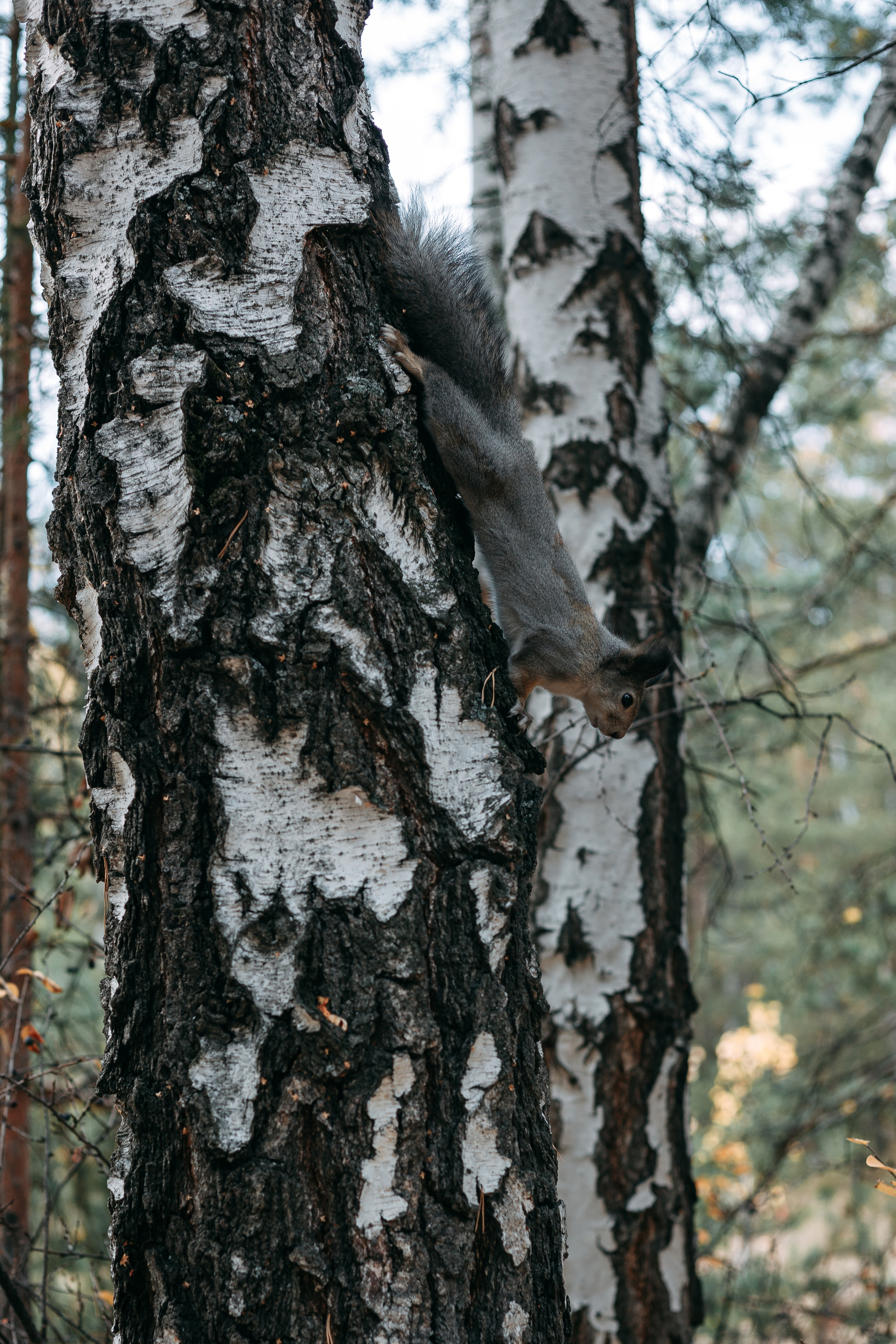Тимоша, осенняя прогулка. Фотограф семейной и индивидуальной съемки Марина Севостьянова в Челябинске