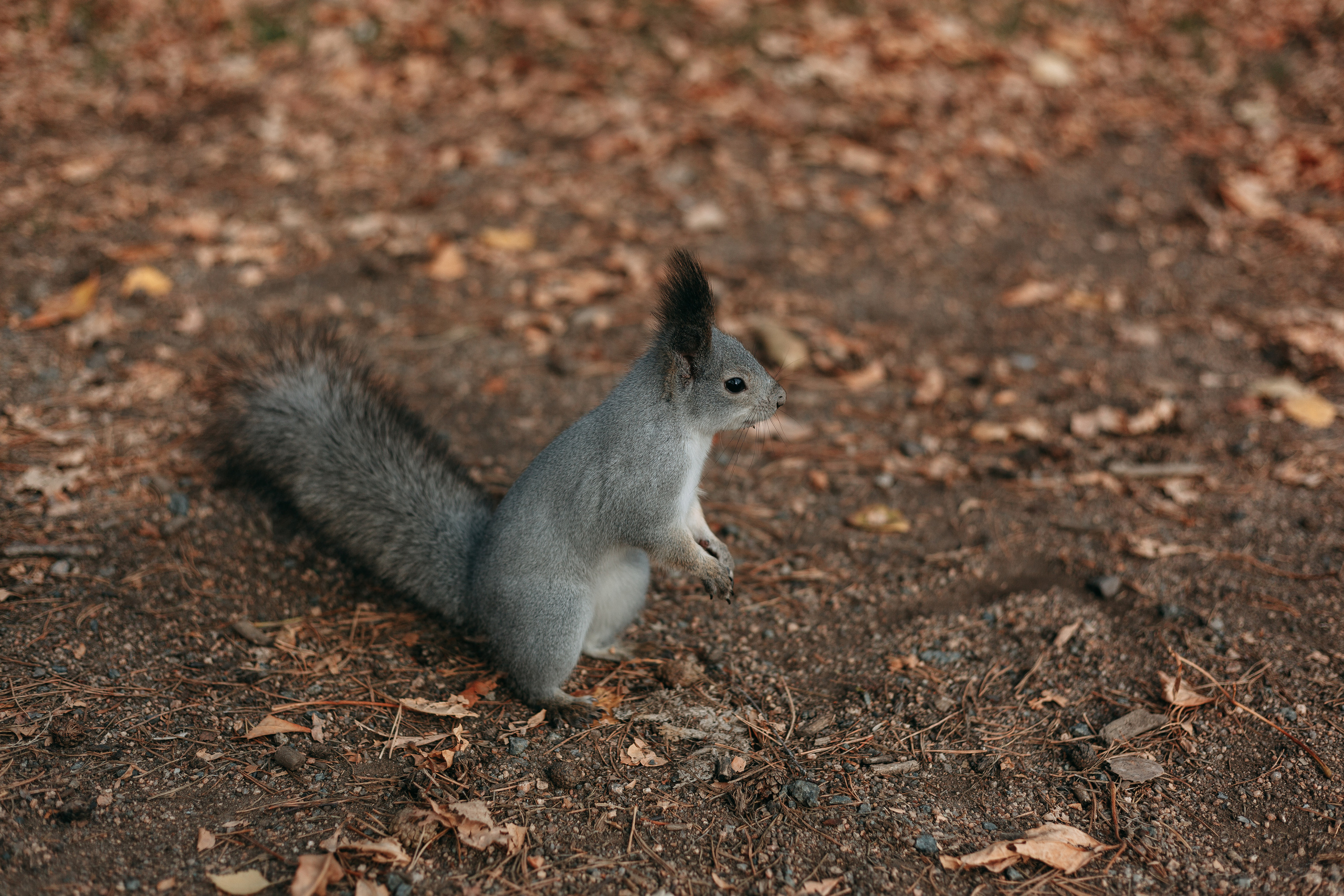Тимоша, осенняя прогулка. Фотограф семейной и индивидуальной съемки Марина Севостьянова в Челябинске
