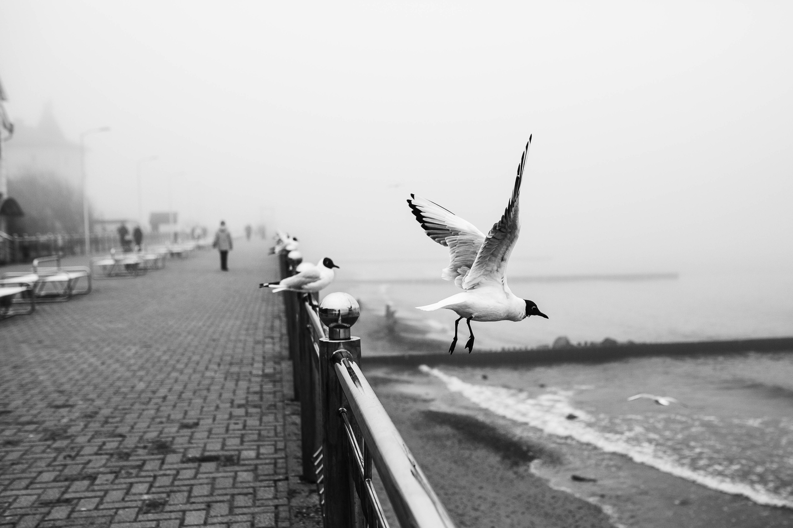 Море + ветер + чайки = Балтика. Фотограф Зеленоградск Красильникова Елена