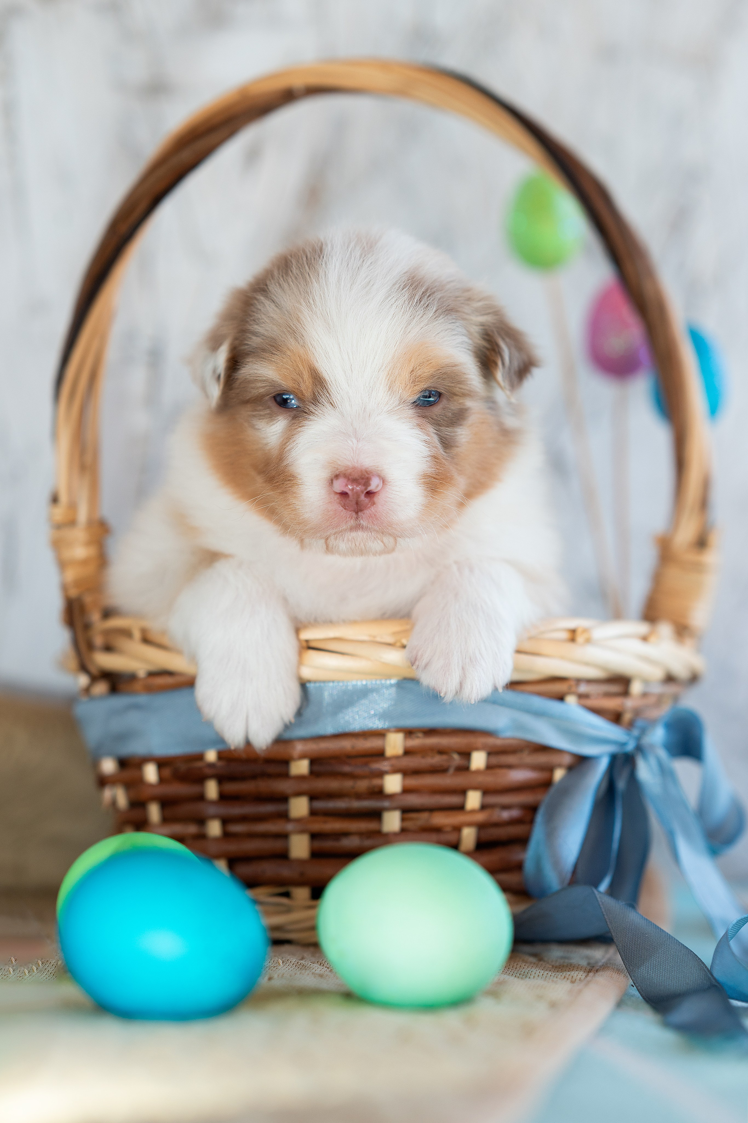 Заводчик Влада Эльман. Творческий фотограф Вологда