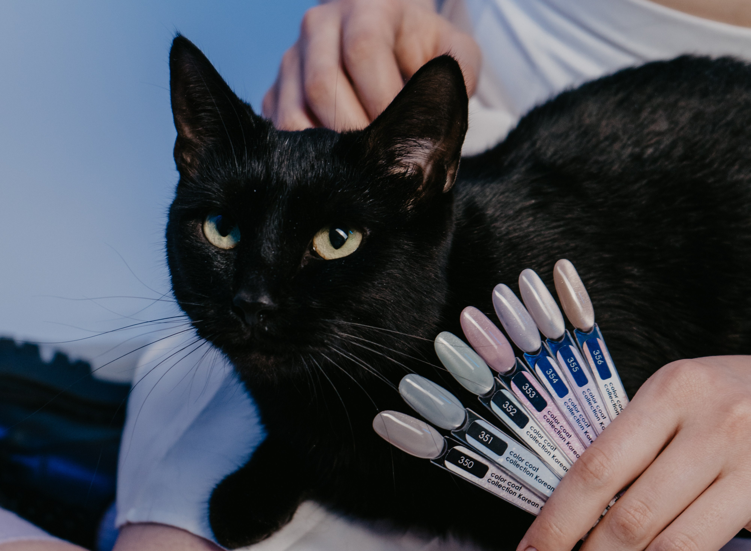 Korean cat. Анастасия Попова — Fashion photographer