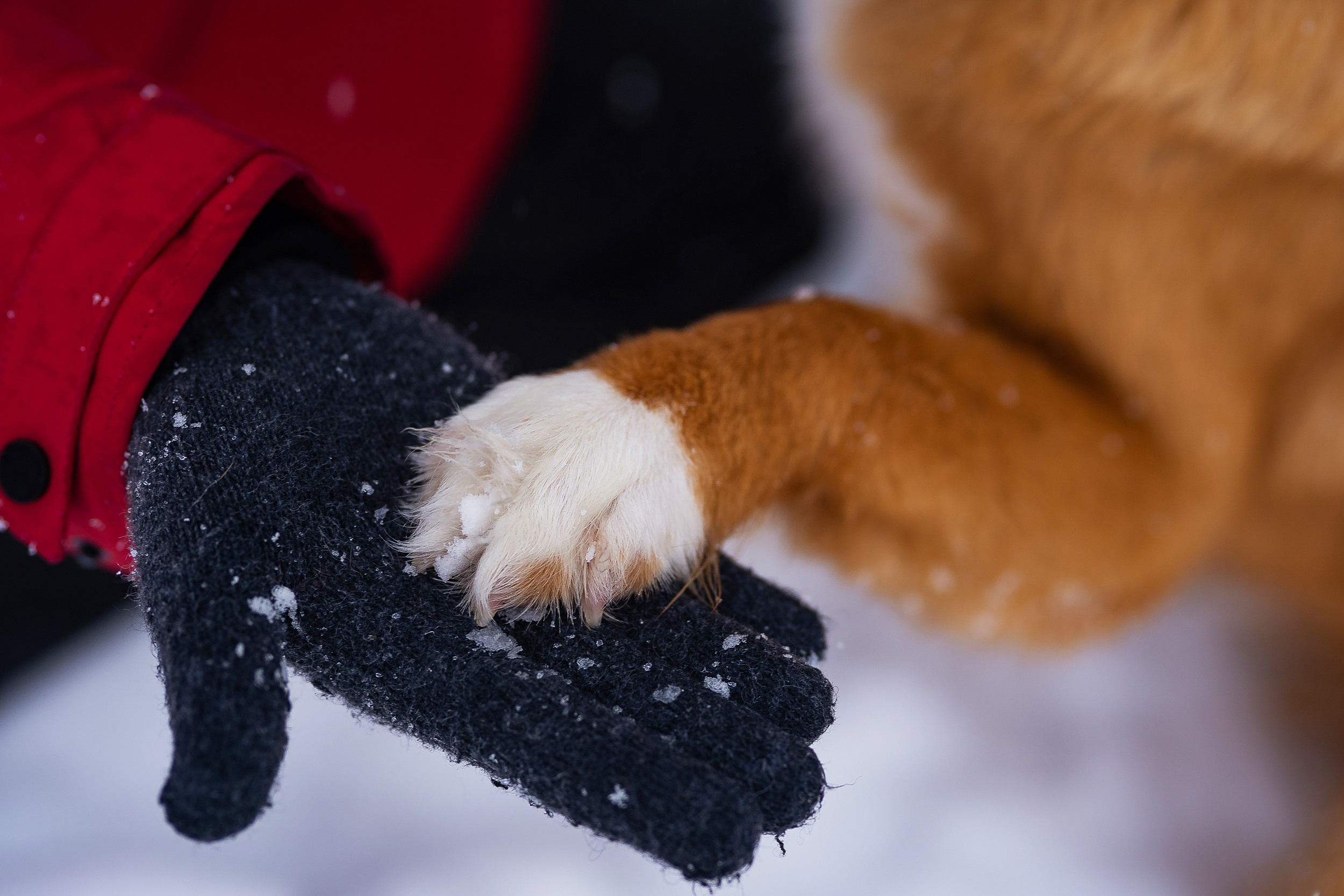 Я и Мой питомец. Анна Войнова семейный фотограф в Санкт-Петербурге