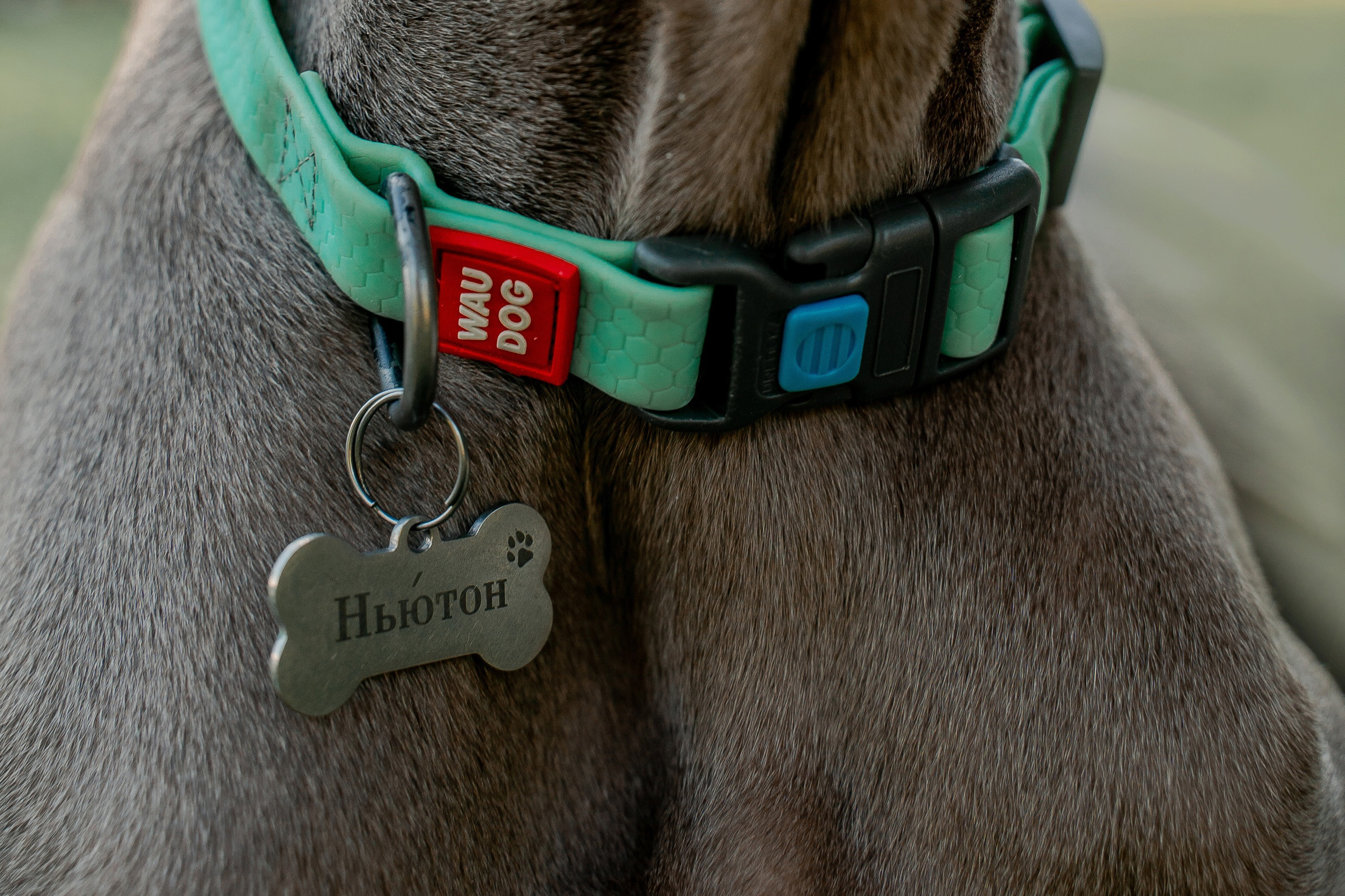 Я и Мой питомец. Анна Войнова семейный фотограф в Санкт-Петербурге