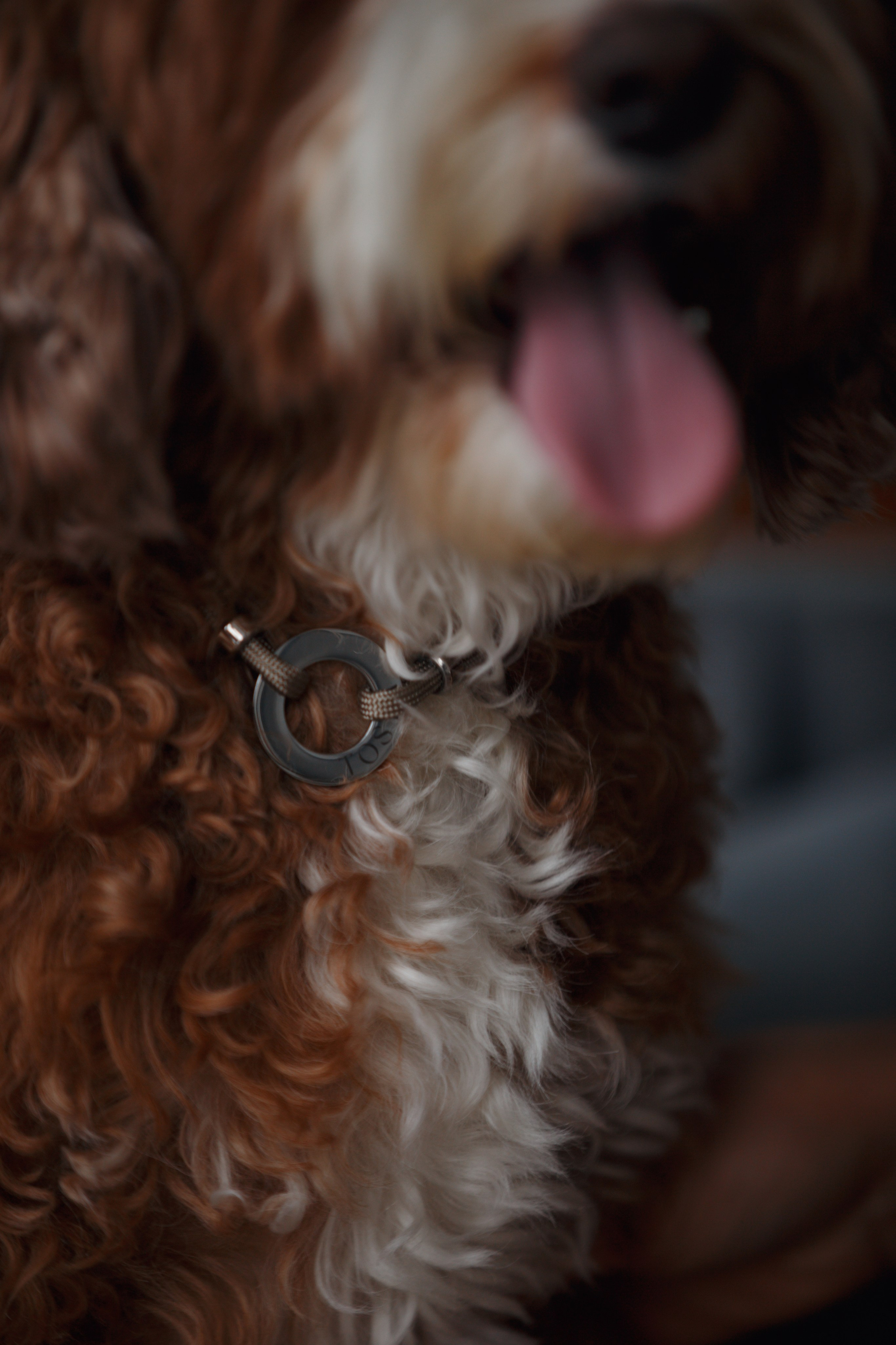 Bmbh лежанки и адресники. Фотограф анималист Кристина Карпова, Москва