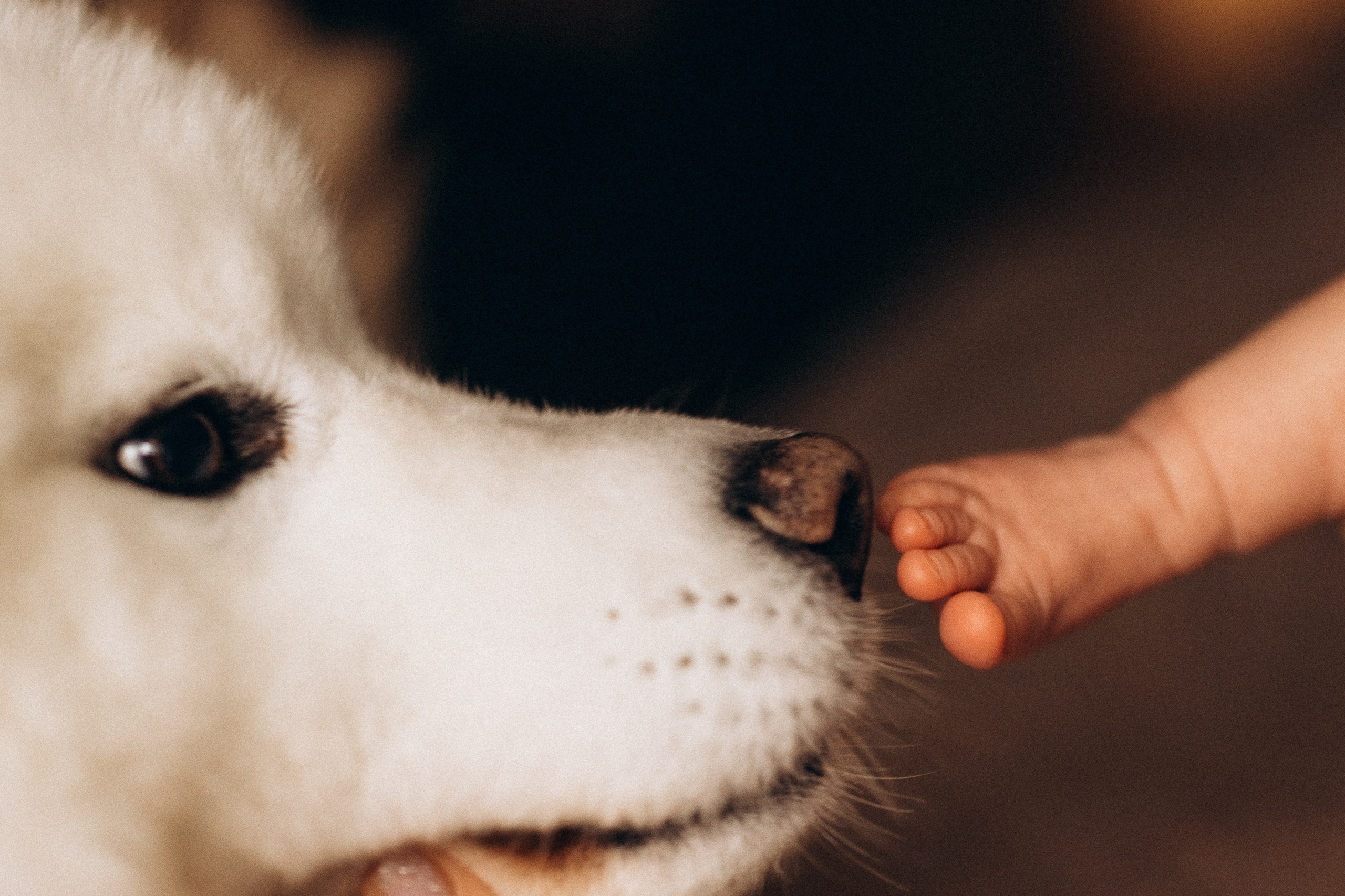 Василиса. Евгения Пелипас