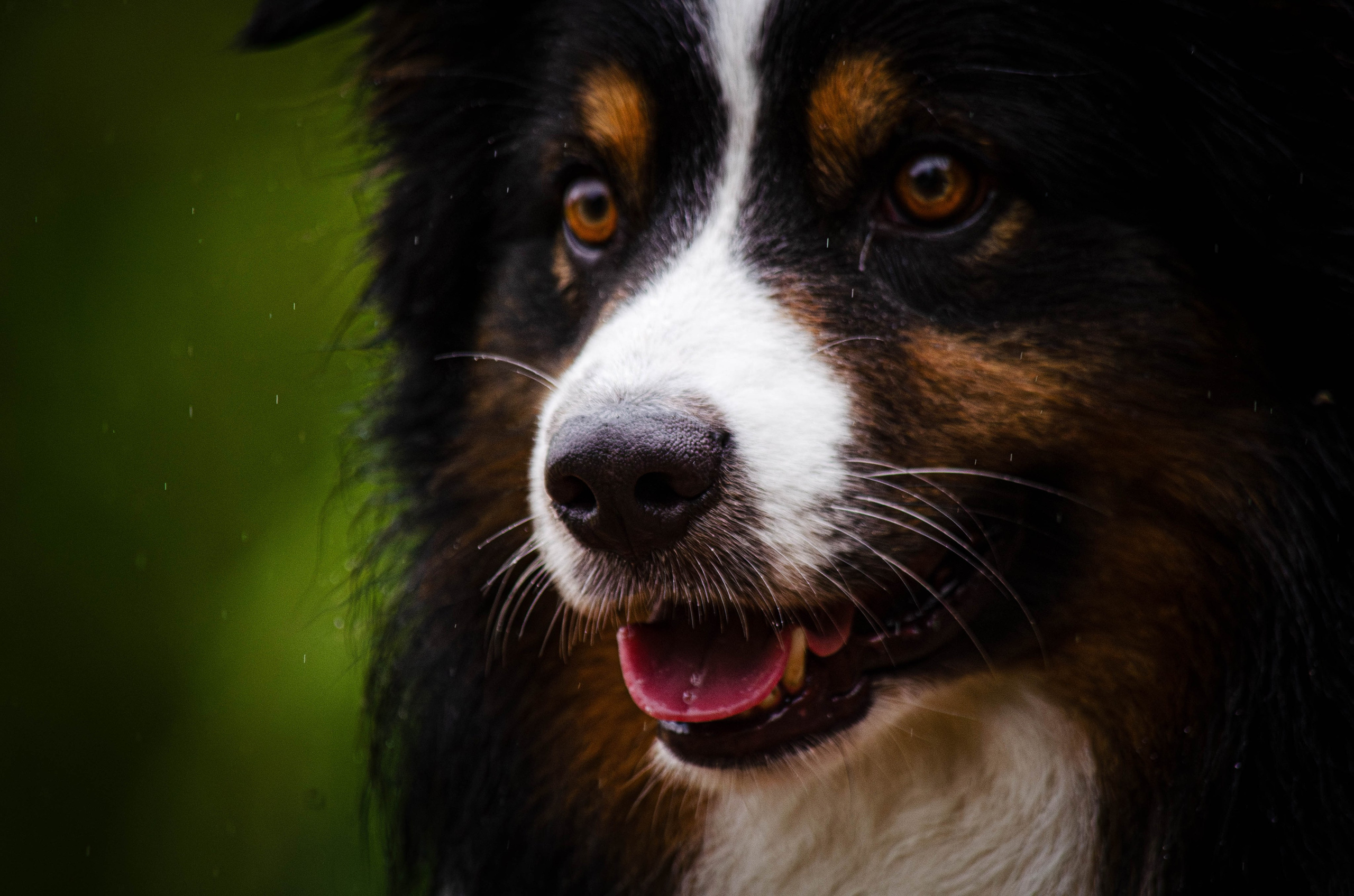 Арья и Оззи. Фотограф Светлана Блинова, Москва и Московская область