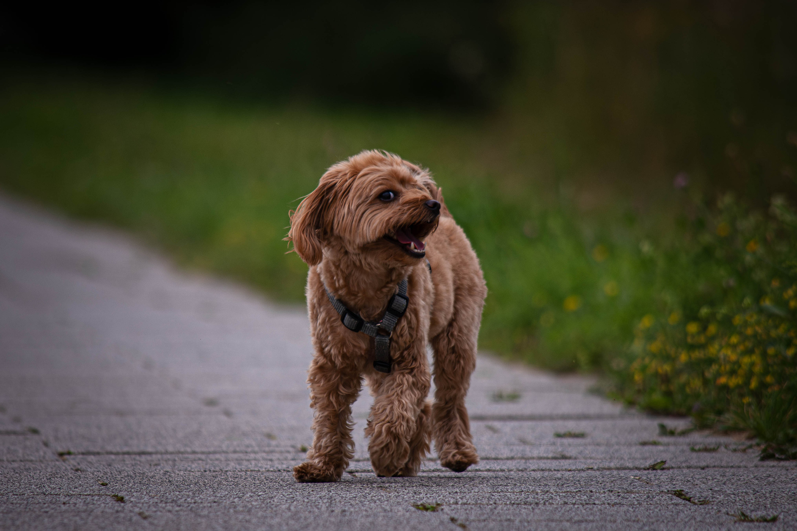 Прогулка в парке Митино. Фотограф Светлана Блинова, Москва и Московская область