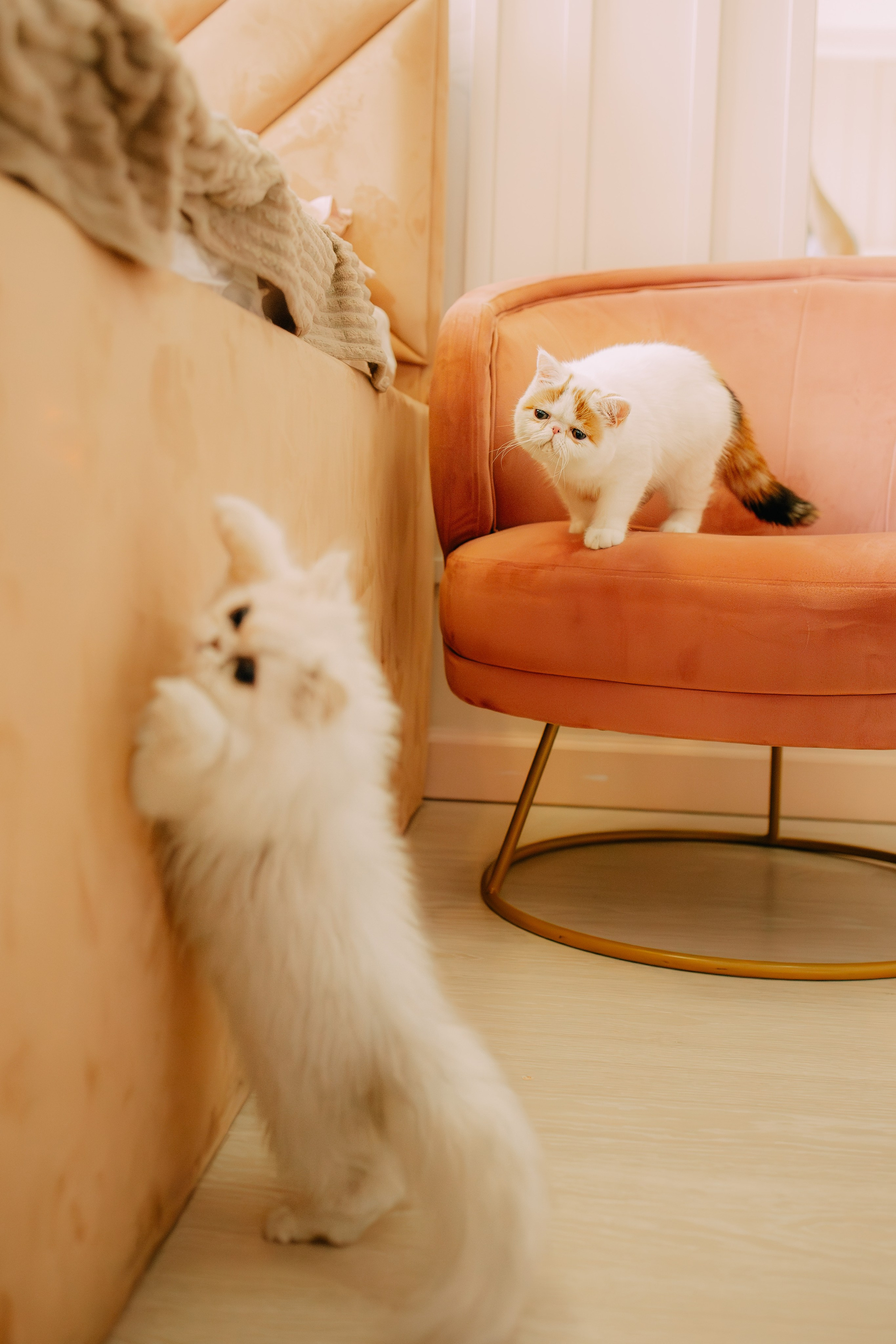 Султан, Мэй Мэй и Шанталь и их семья