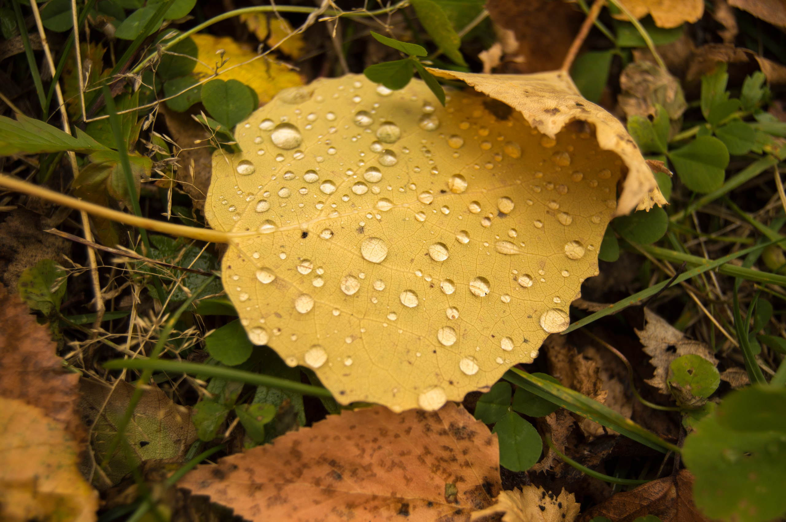 Природа. Фотограф Юлия Левандовская, п.Ясногорск