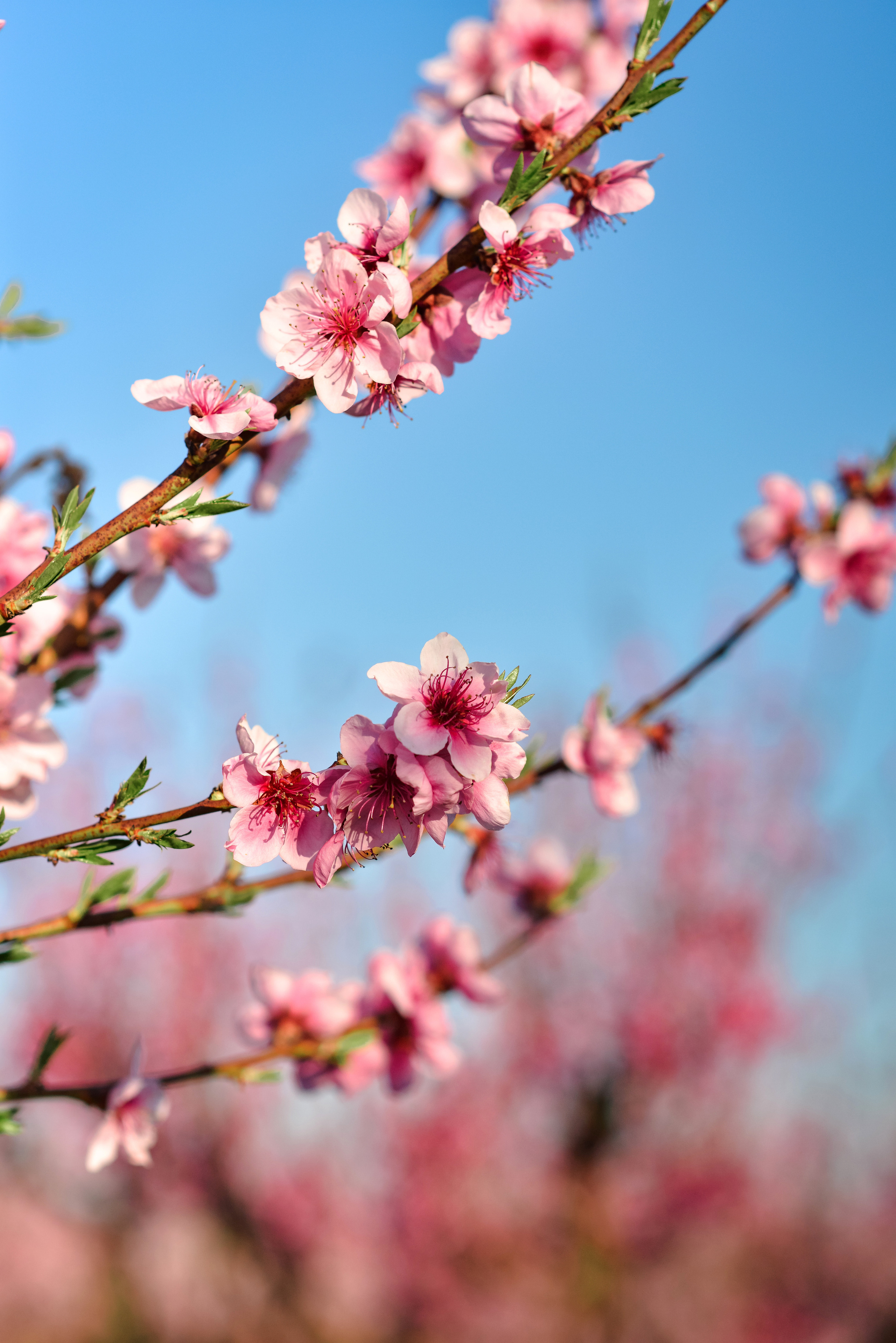 Пейзажи Крыма. Свадебный фотограф в Крыму