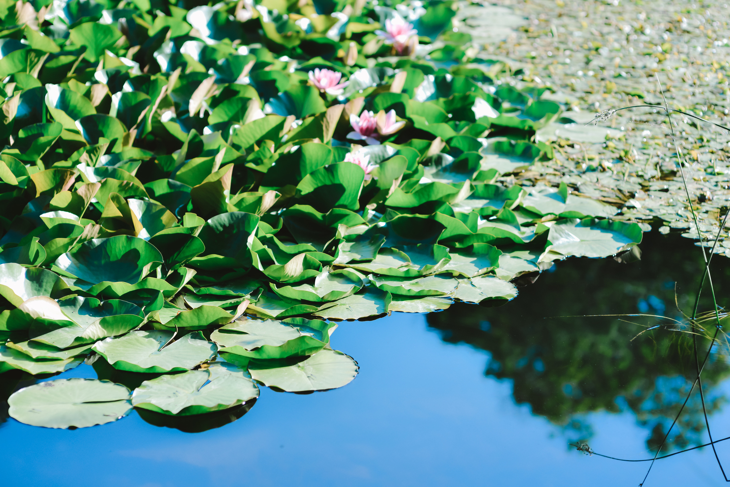 Пейзажи Крыма. Свадебный фотограф в Крыму