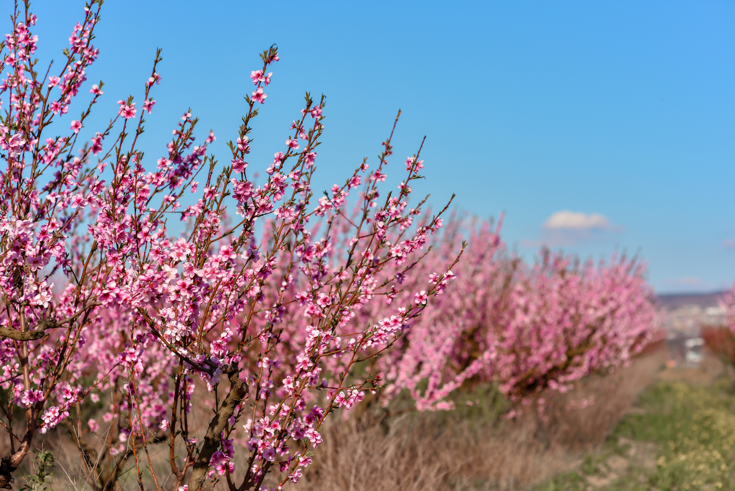 Пейзажи Крыма. Свадебный фотограф в Крыму
