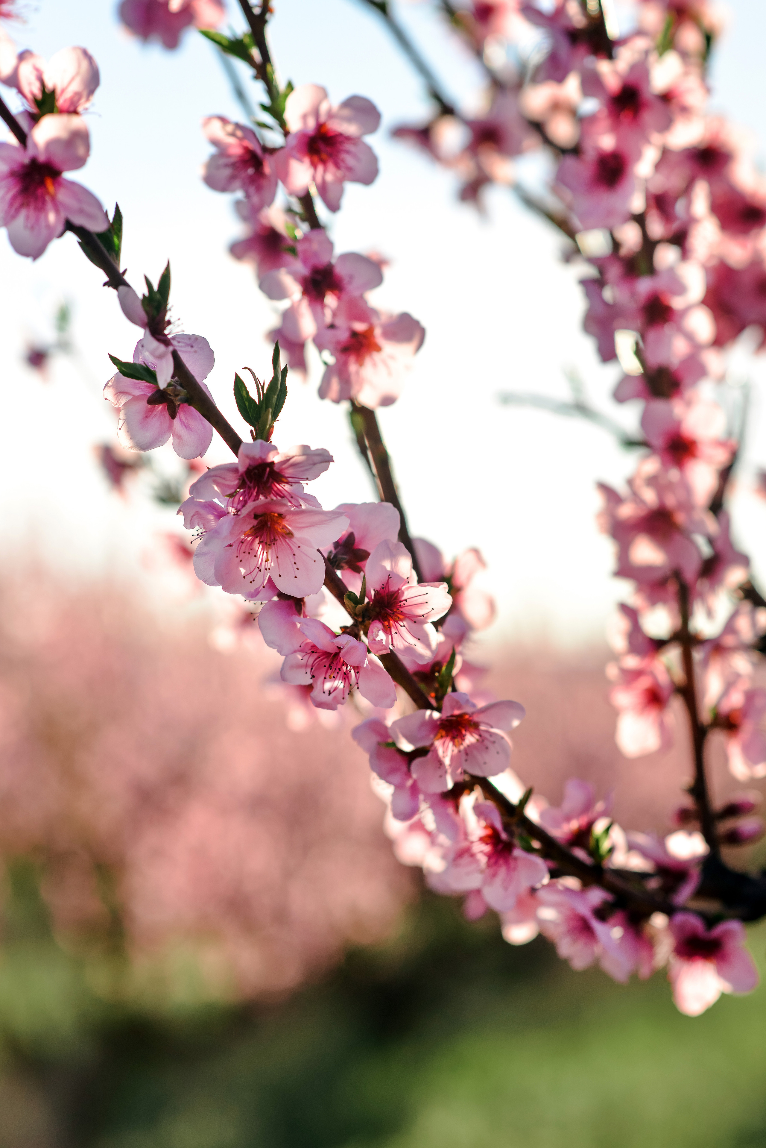 Пейзажи Крыма. Свадебный фотограф в Крыму