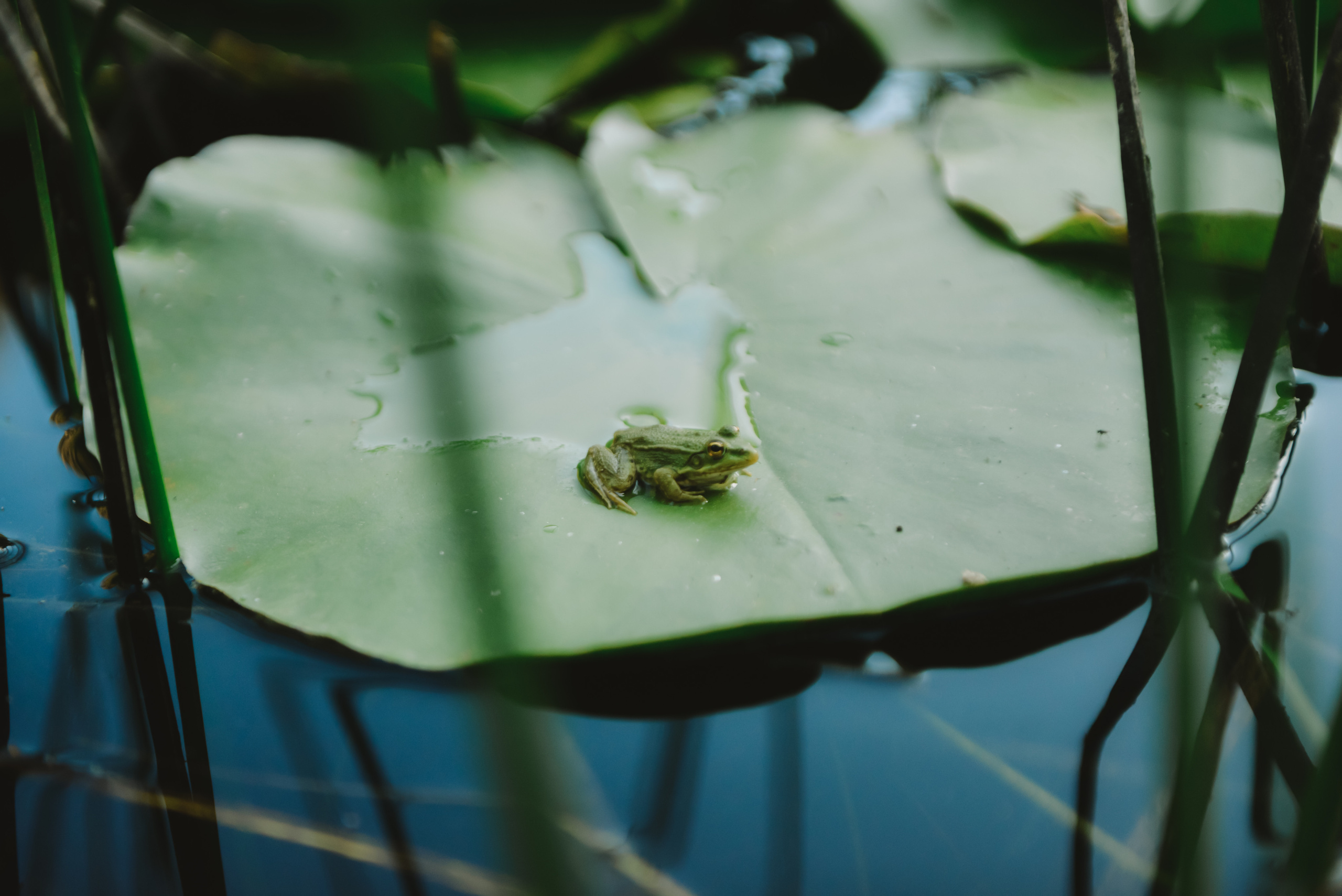 Пейзажи Крыма. Свадебный фотограф в Крыму