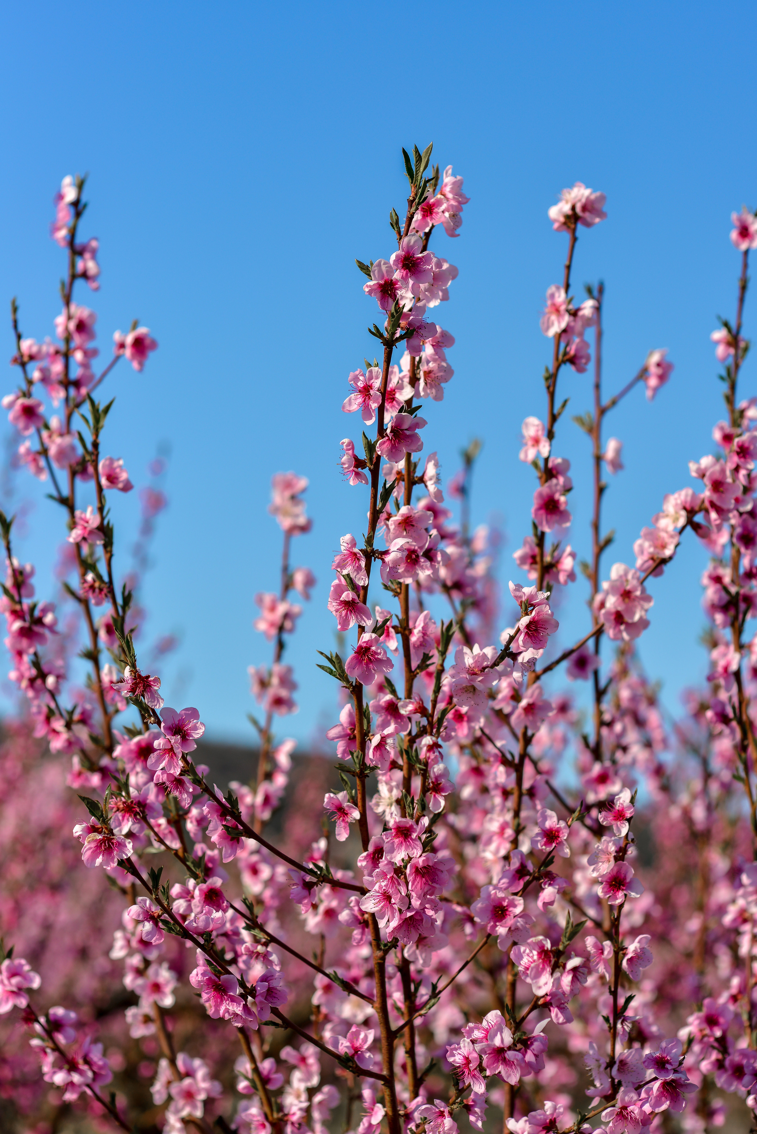 Пейзажи Крыма. Свадебный фотограф в Крыму