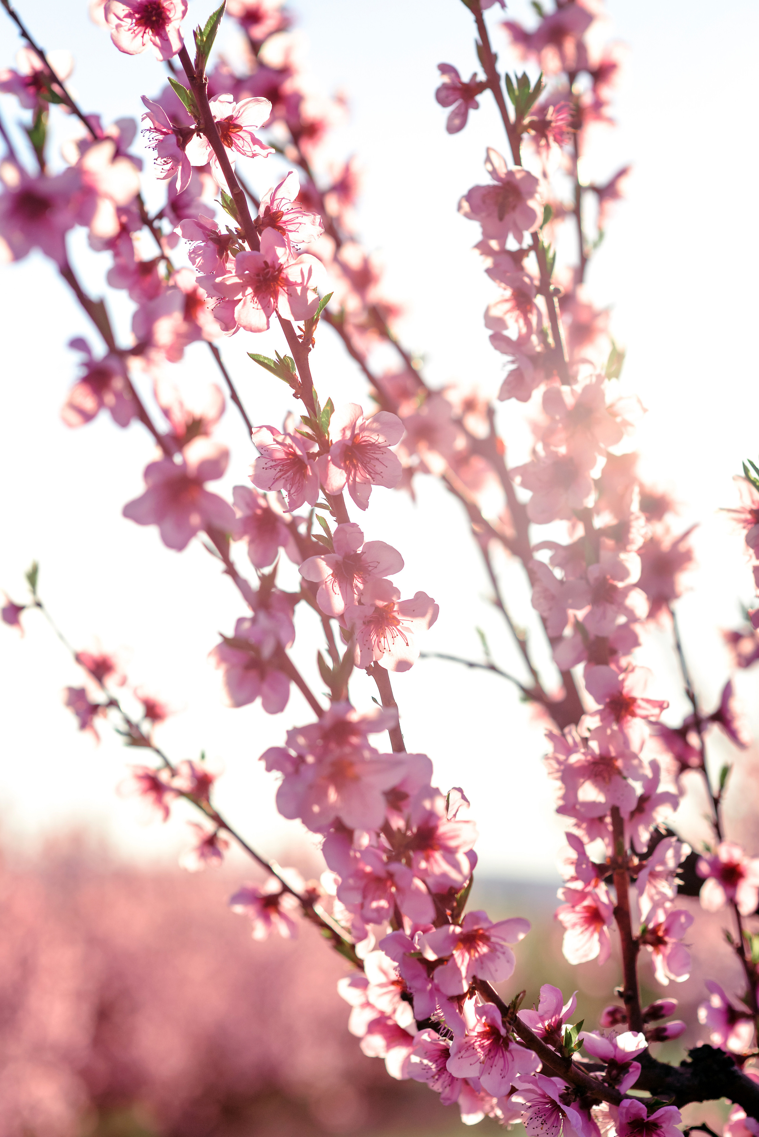 Пейзажи Крыма. Свадебный фотограф в Крыму