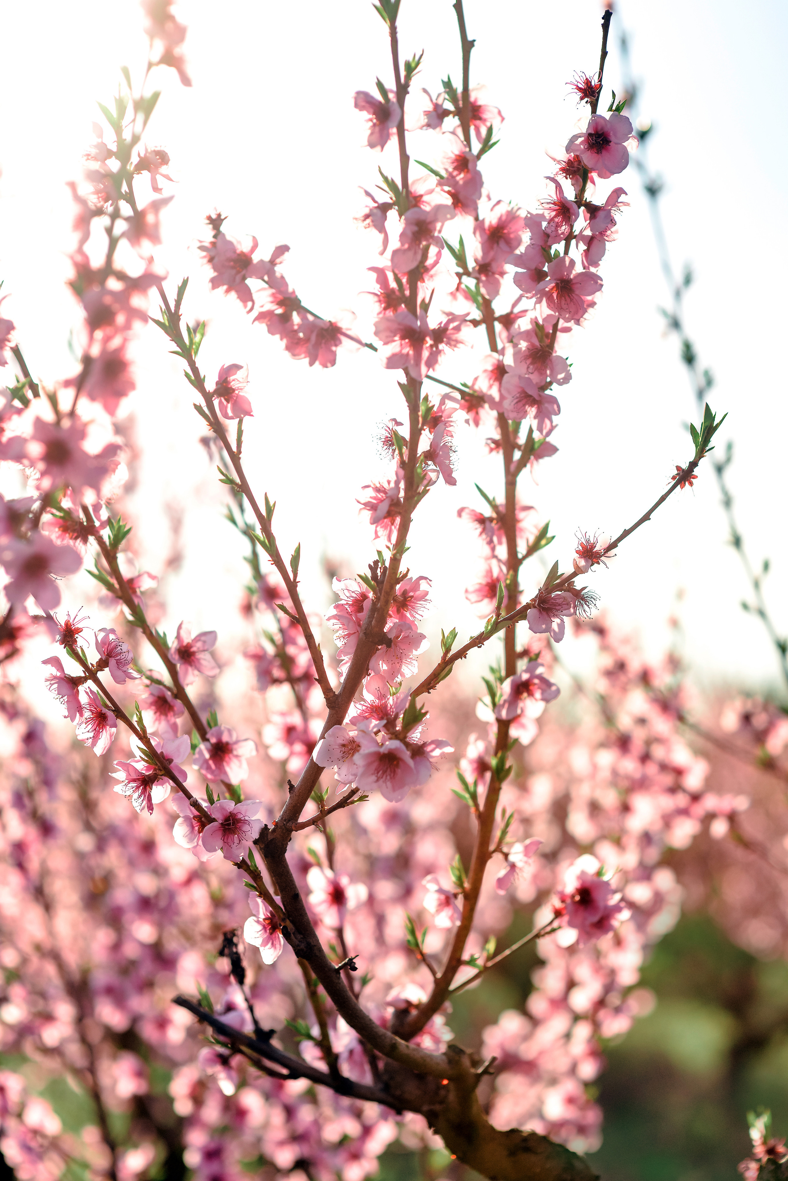 Пейзажи Крыма. Свадебный фотограф в Крыму