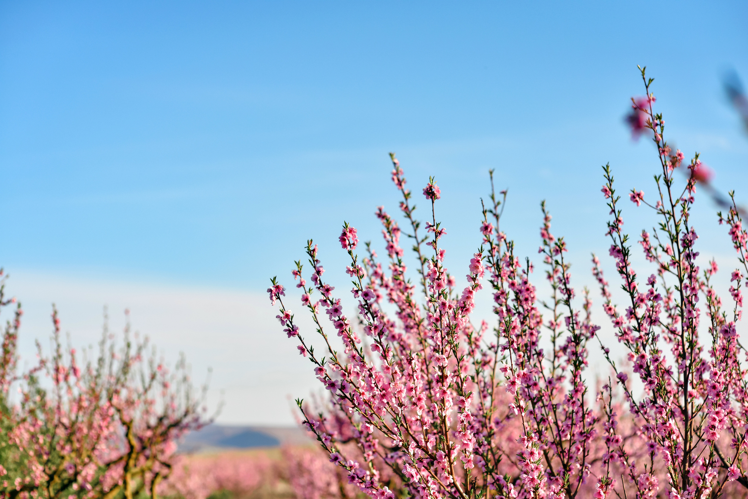 Пейзажи Крыма. Свадебный фотограф в Крыму