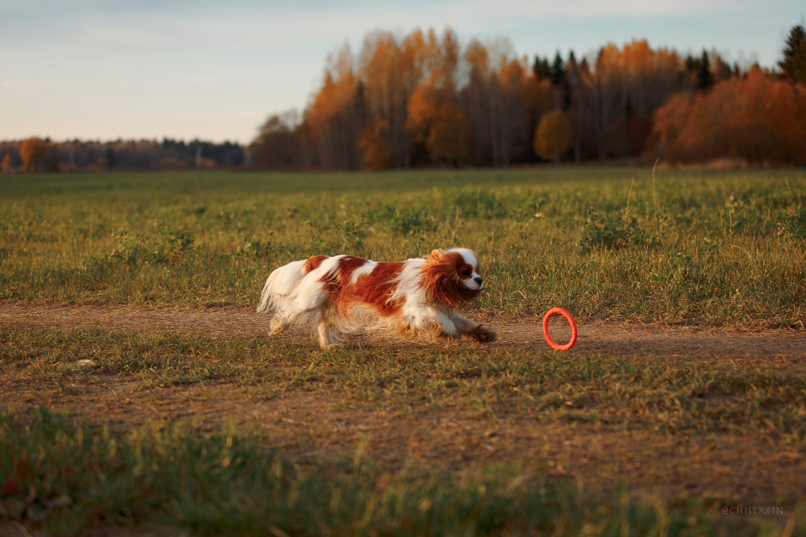 Октябрьский закат в полях. Алина и Лео. Фотограф-анималист Наталия Чистюхина в г. Сосновый Бор и ЛО