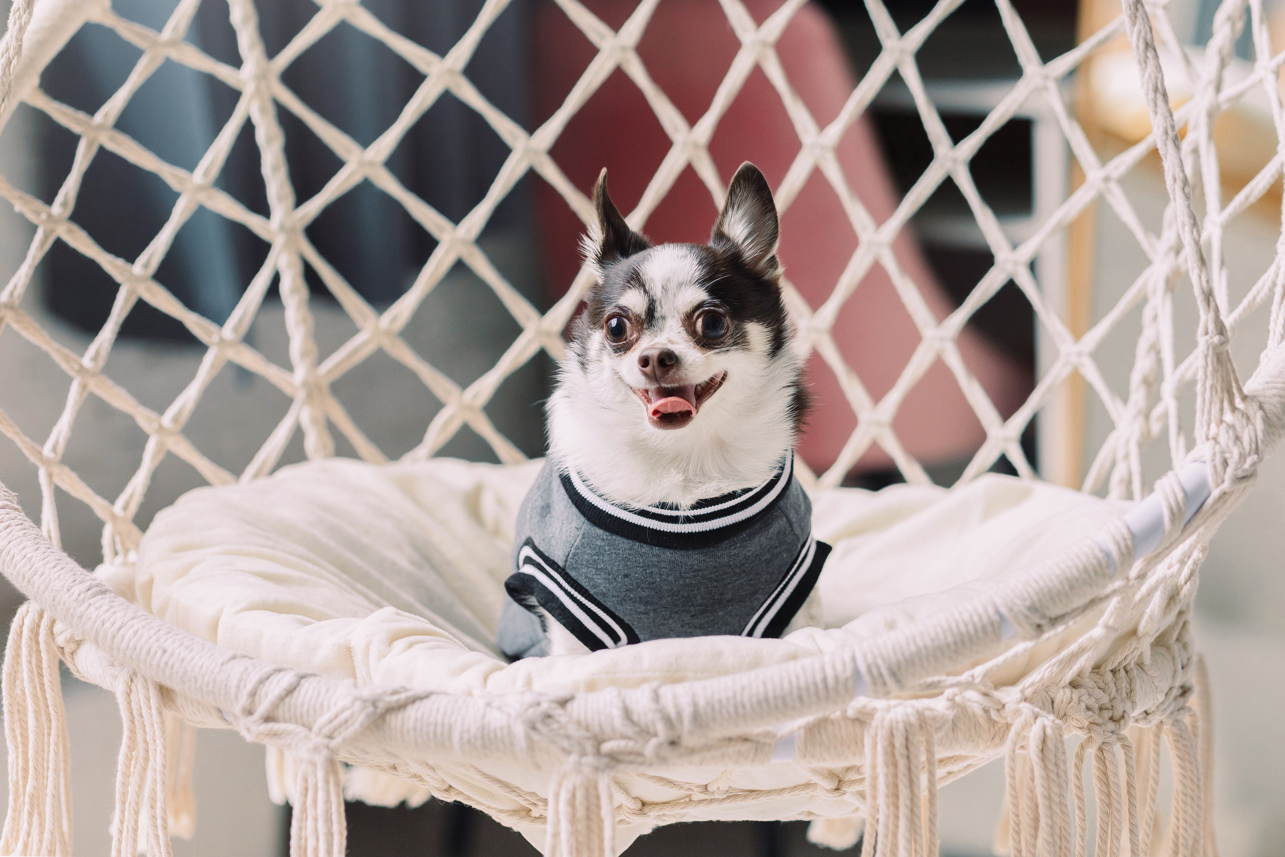 Магазин Friend of mine. Фотограф-анималист Елена Радченко, Москва