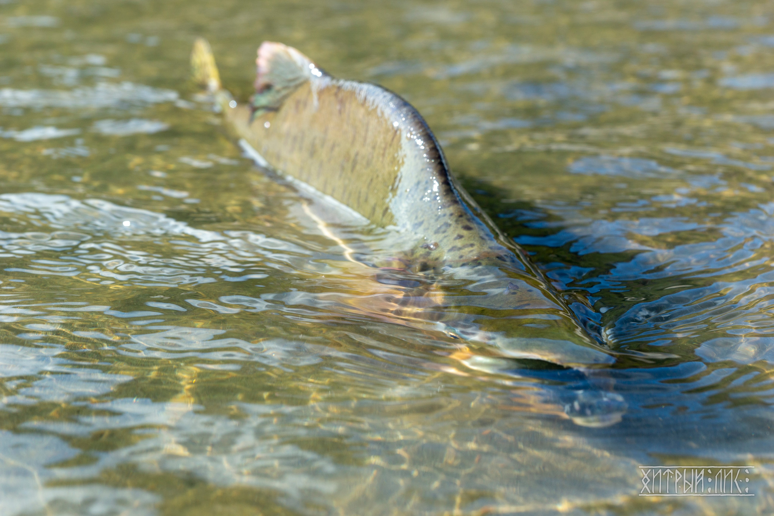 Сахалин. Фотограф-путешественник Самойлов Максим «Sly Fox»