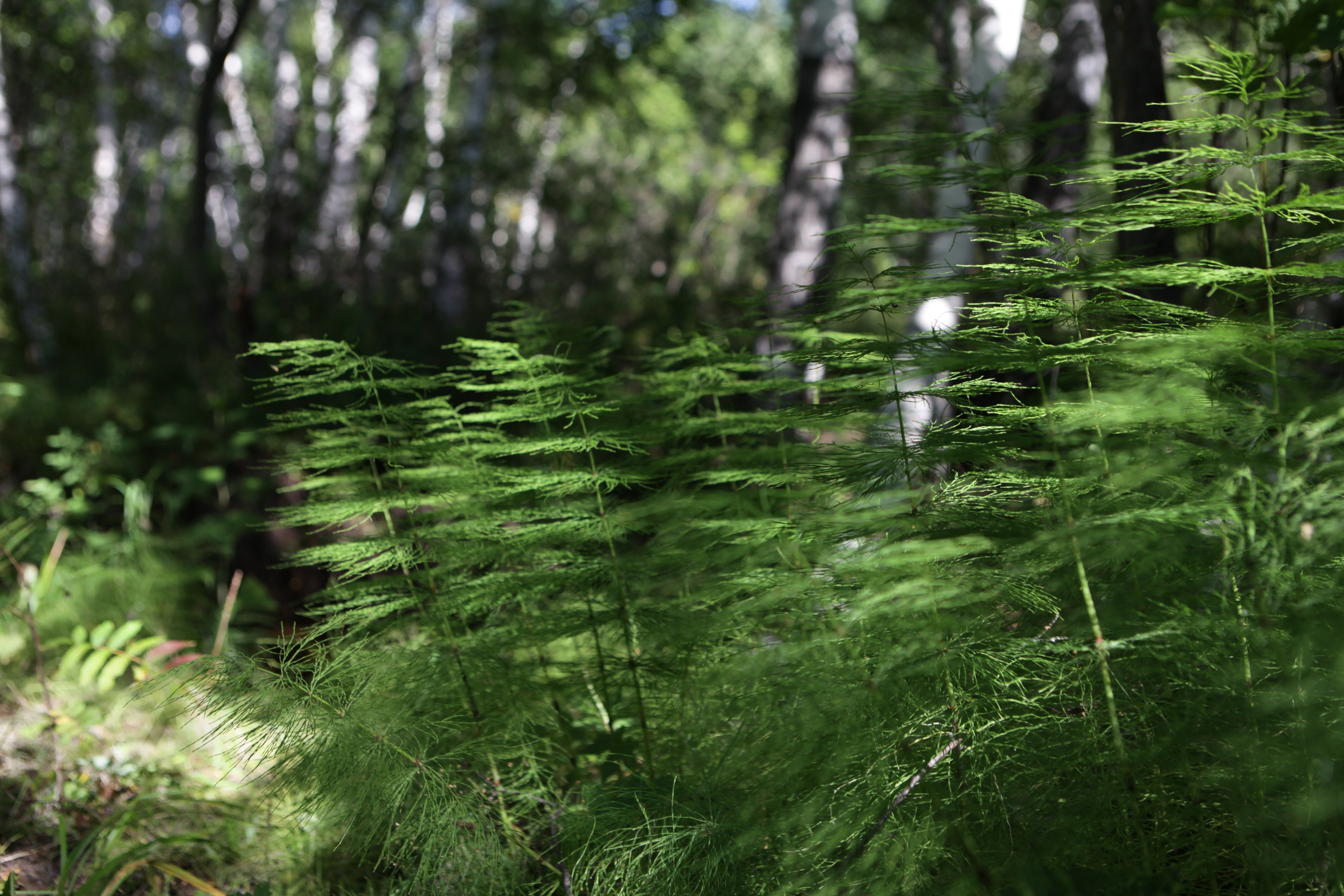 Фото Природы Забайкалья. Студия Максима Белослюдцева