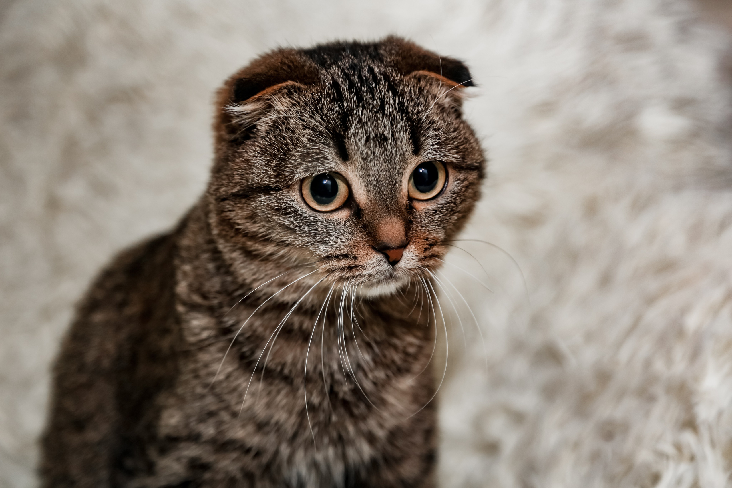 Приют Кошкин Дом Филимоша. Ваш фотограф в Оренбурге Рощупкина Екатерина