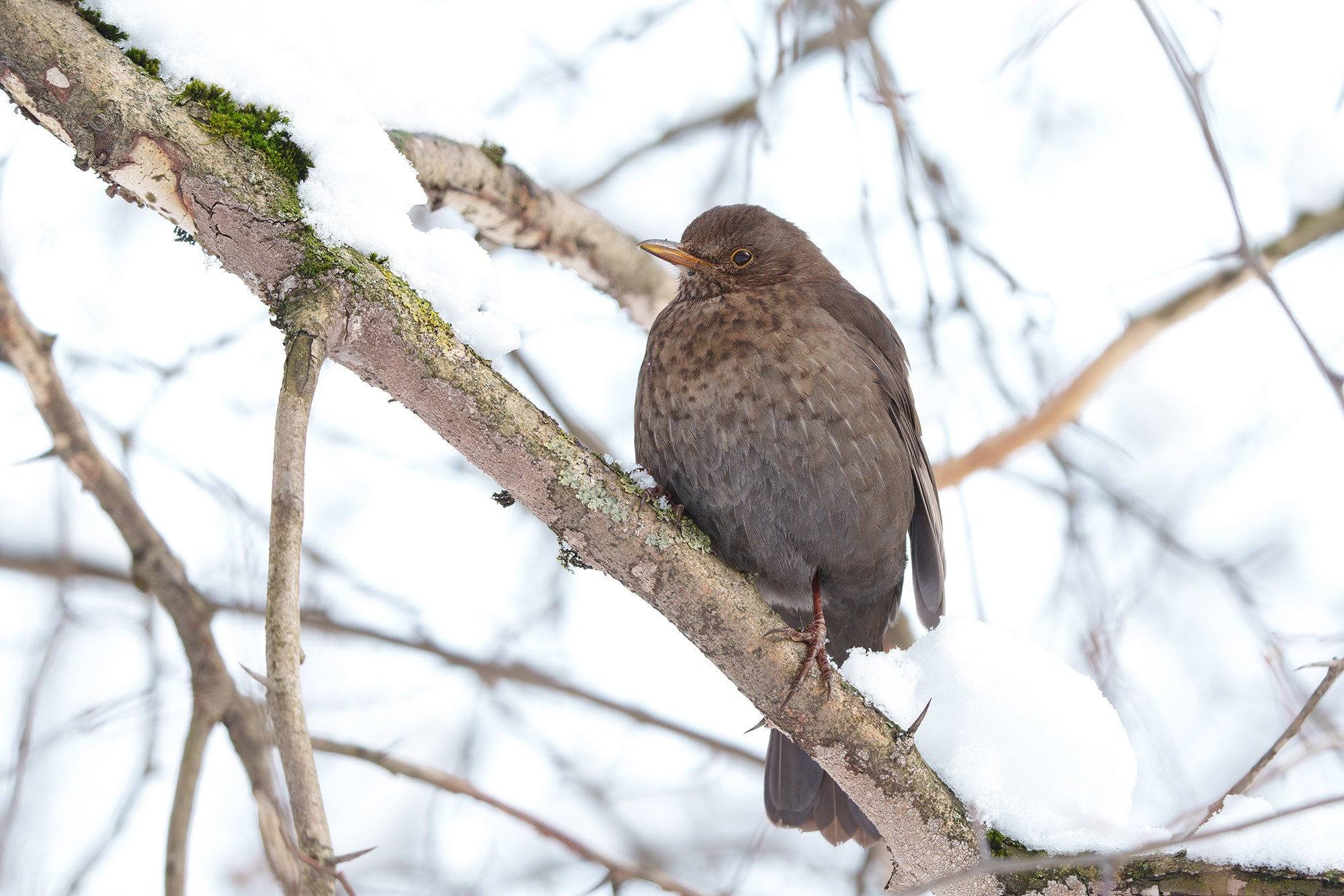 Удивительные мир птиц. Вокруг нас столько прекрасного — присмотритесь!. Ваш личный фотограф Марина Волкова