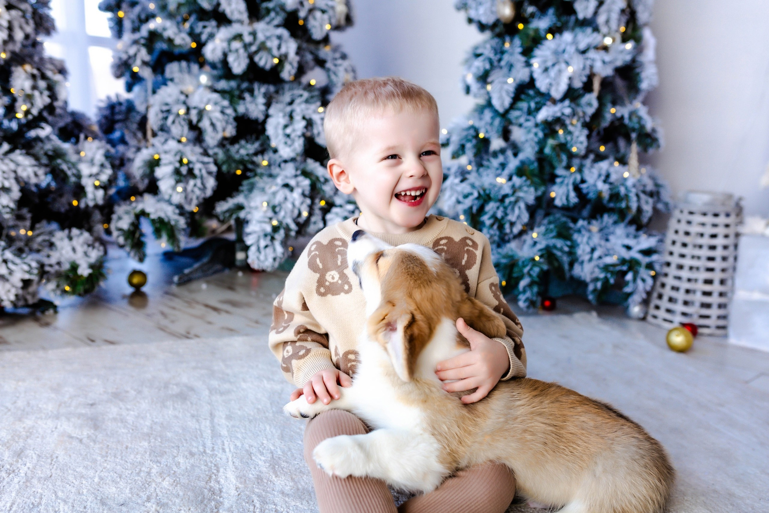 Фотосессия с Щеночками Корги Липецк. Свадебный и семейный фотограф Виолетта в Липецке