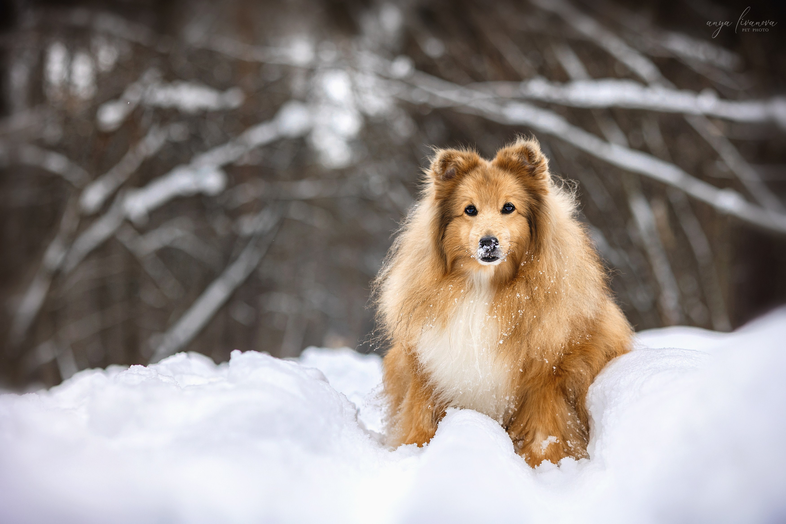 Скиф. Фотограф анималист Аня Ливанова | Рыбинск