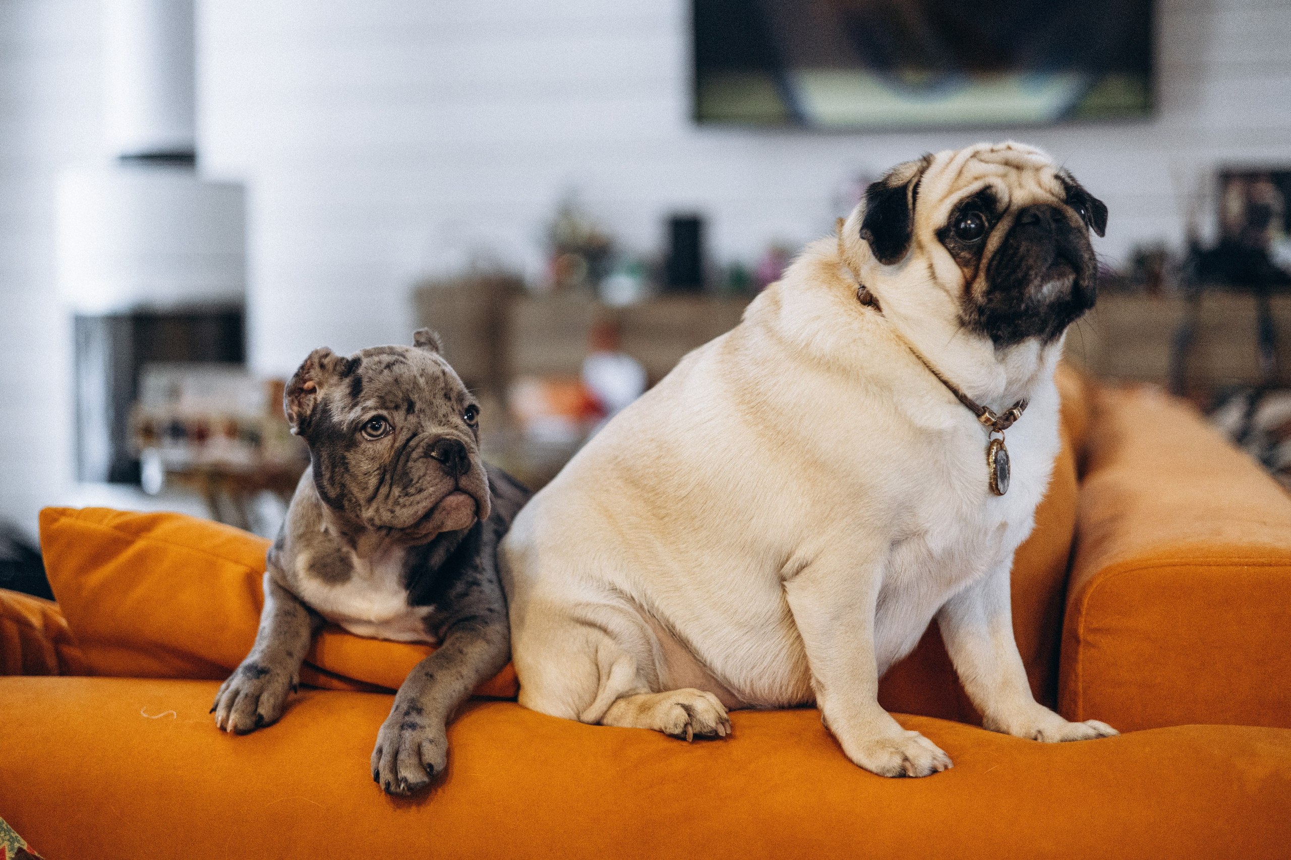 Семейная для Ксюши. Фотограф — Анималист | Санкт-Петербург