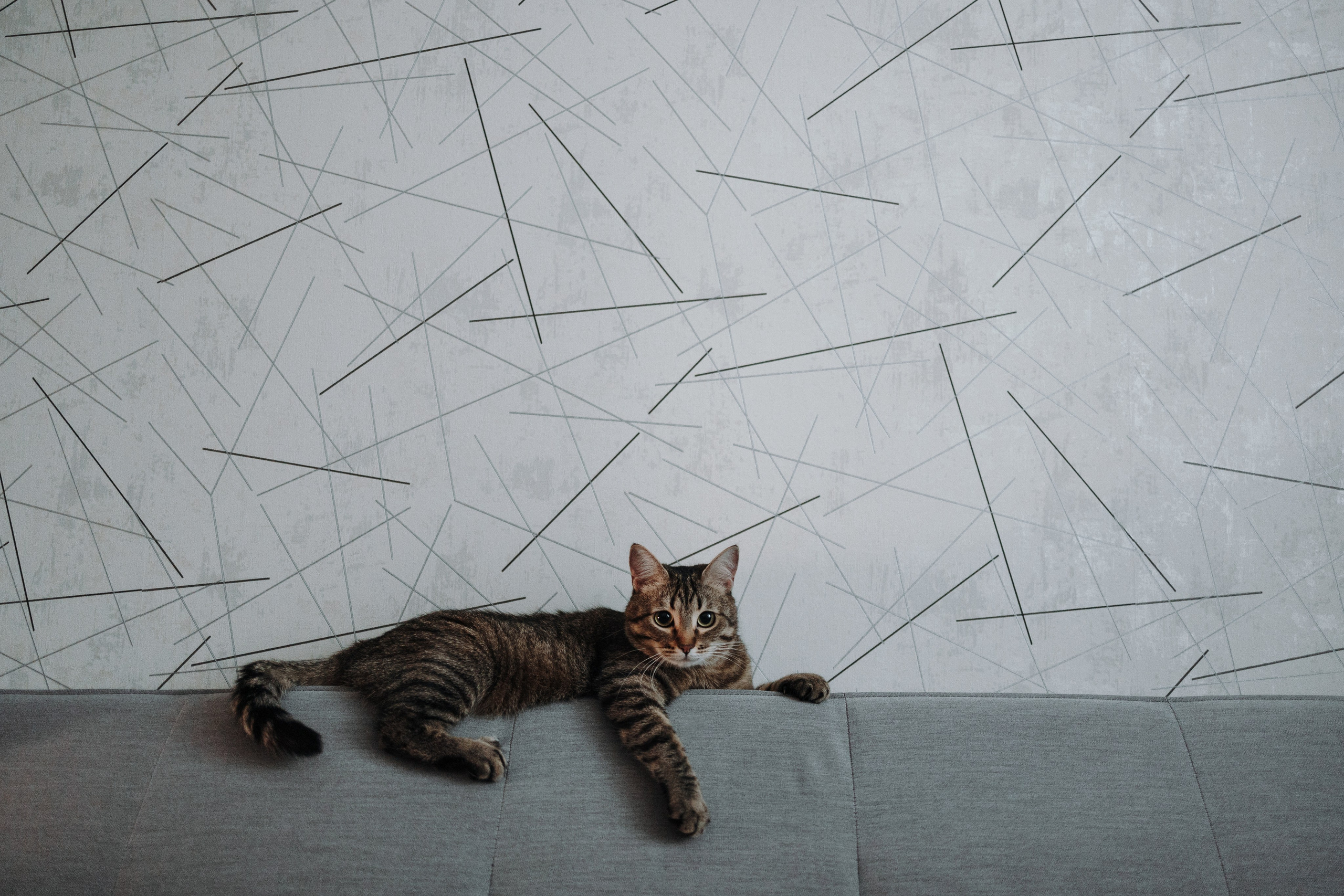 Мася и ее семья. Фотограф — Анималист | Санкт-Петербург