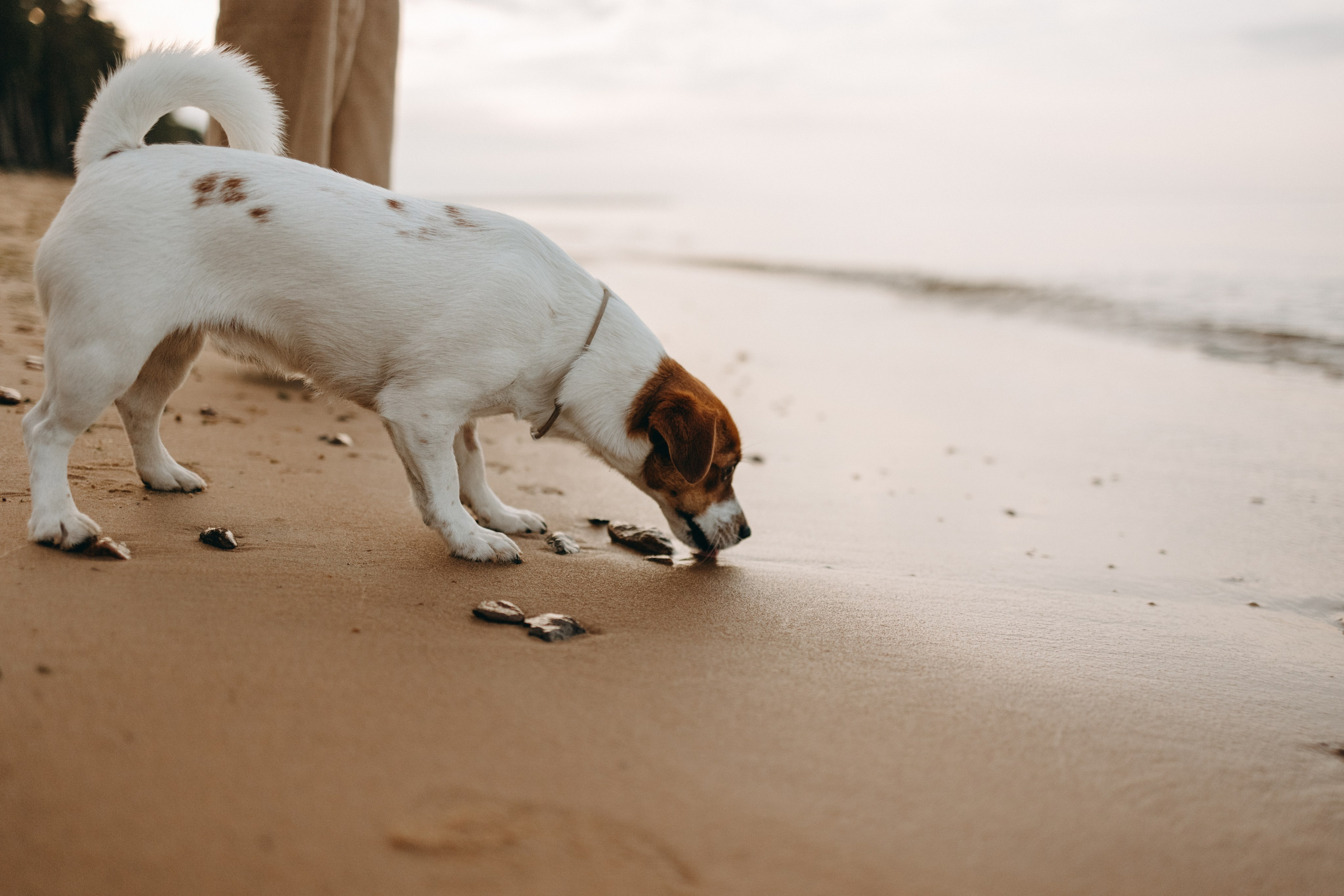 Лея и ее семья. Фотограф — Анималист | Санкт-Петербург