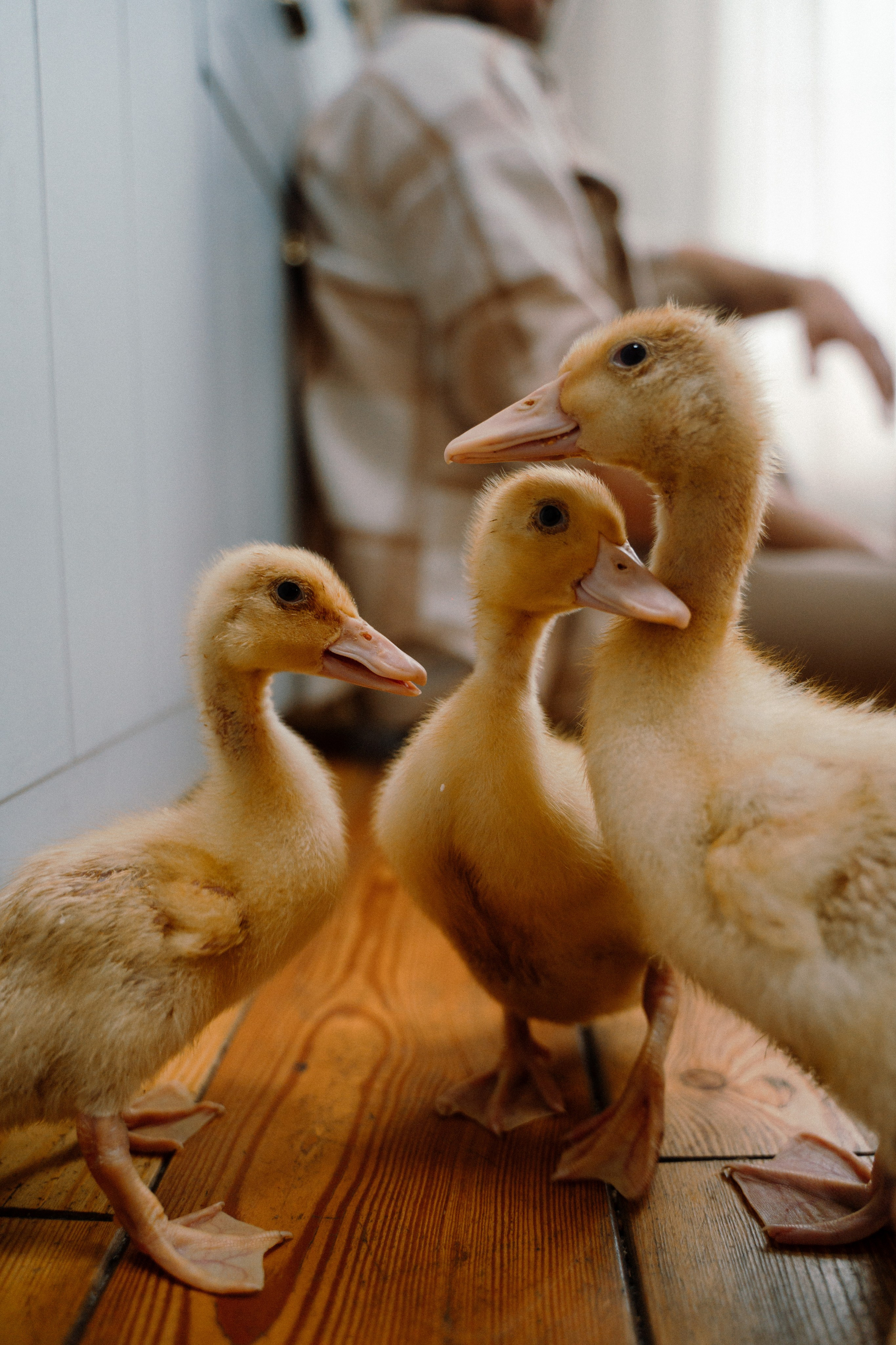 Дачи Леон. Фотограф Санкт-Петербург