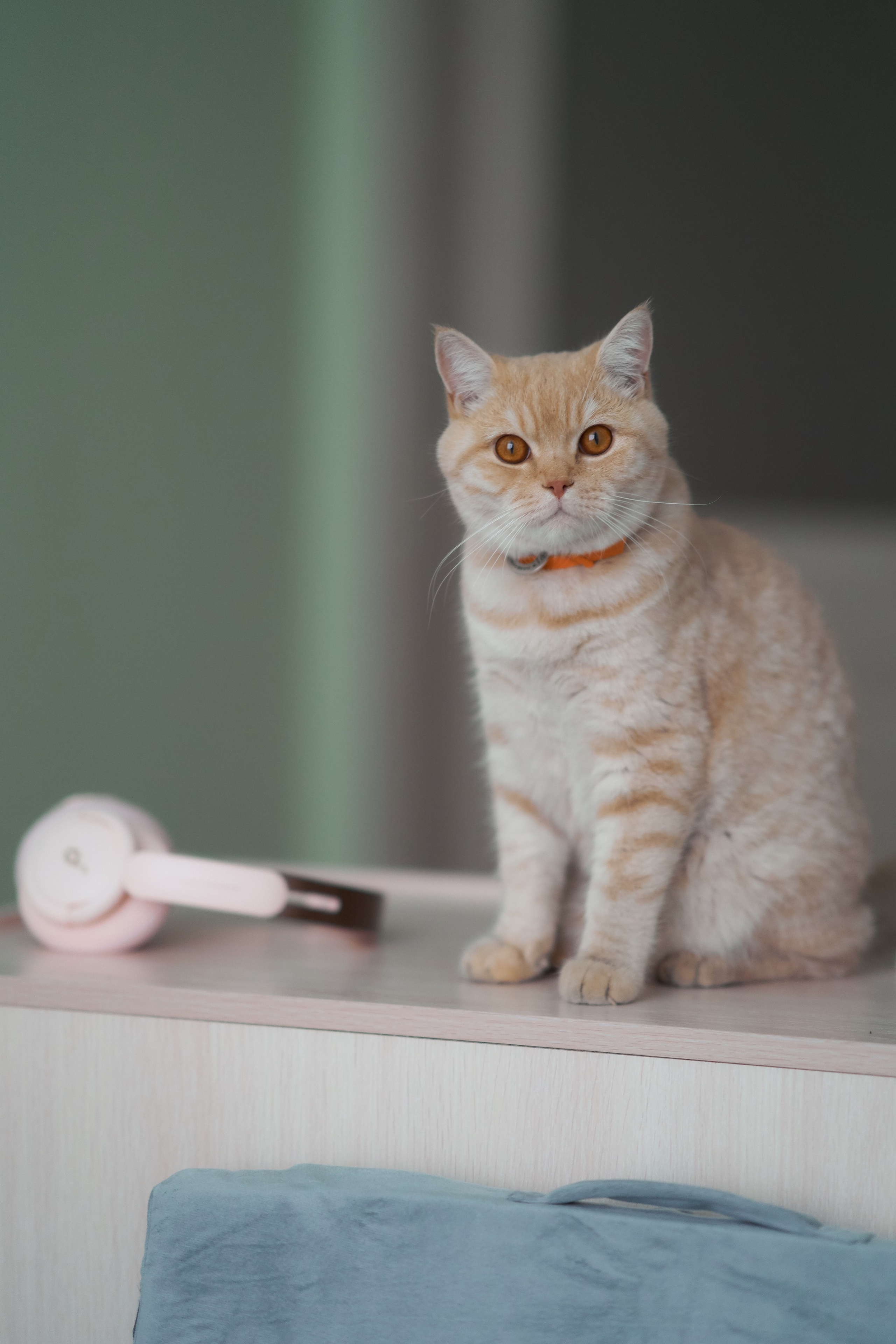 Фотосессия кота. Мужская фотосессия в СПб|Ирина Курманаева