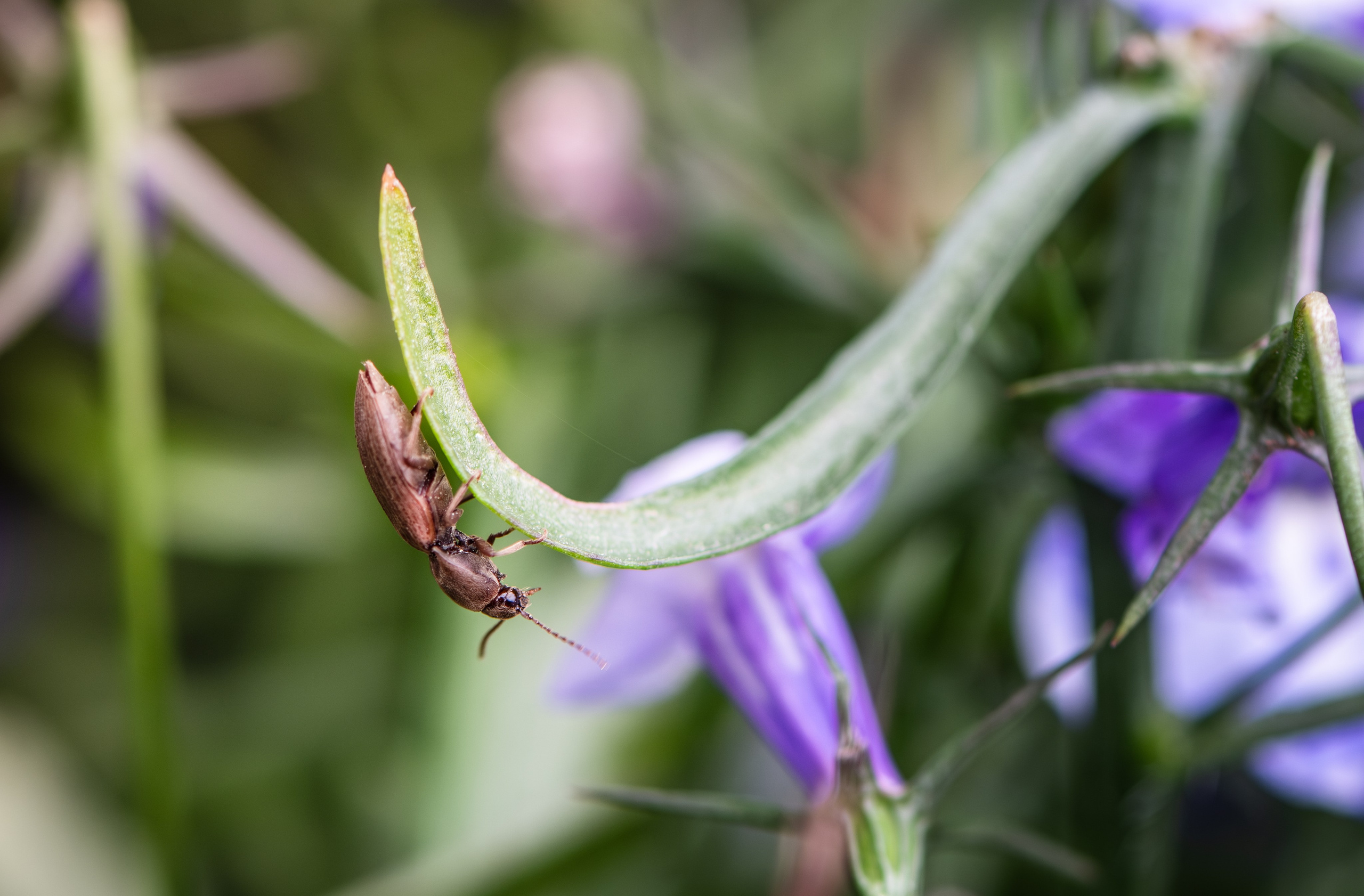 Макро жизнь. KRUTOVA_фотографирую жизнь