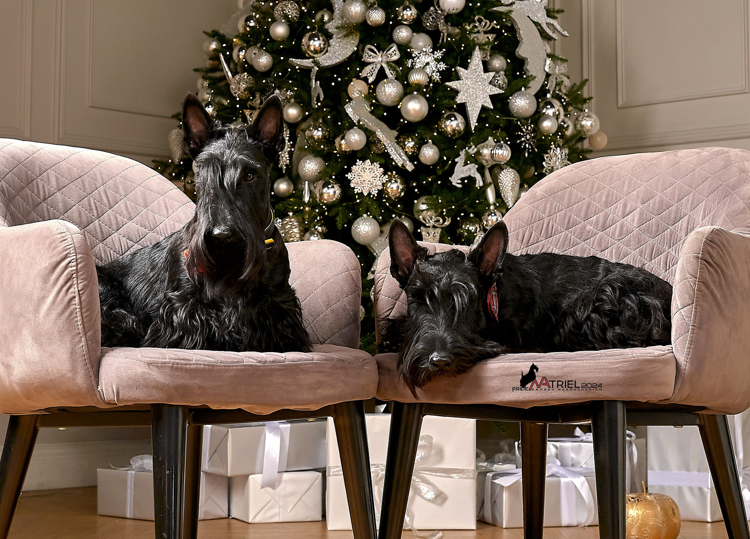 Съемка в студии со скотч-терьерами