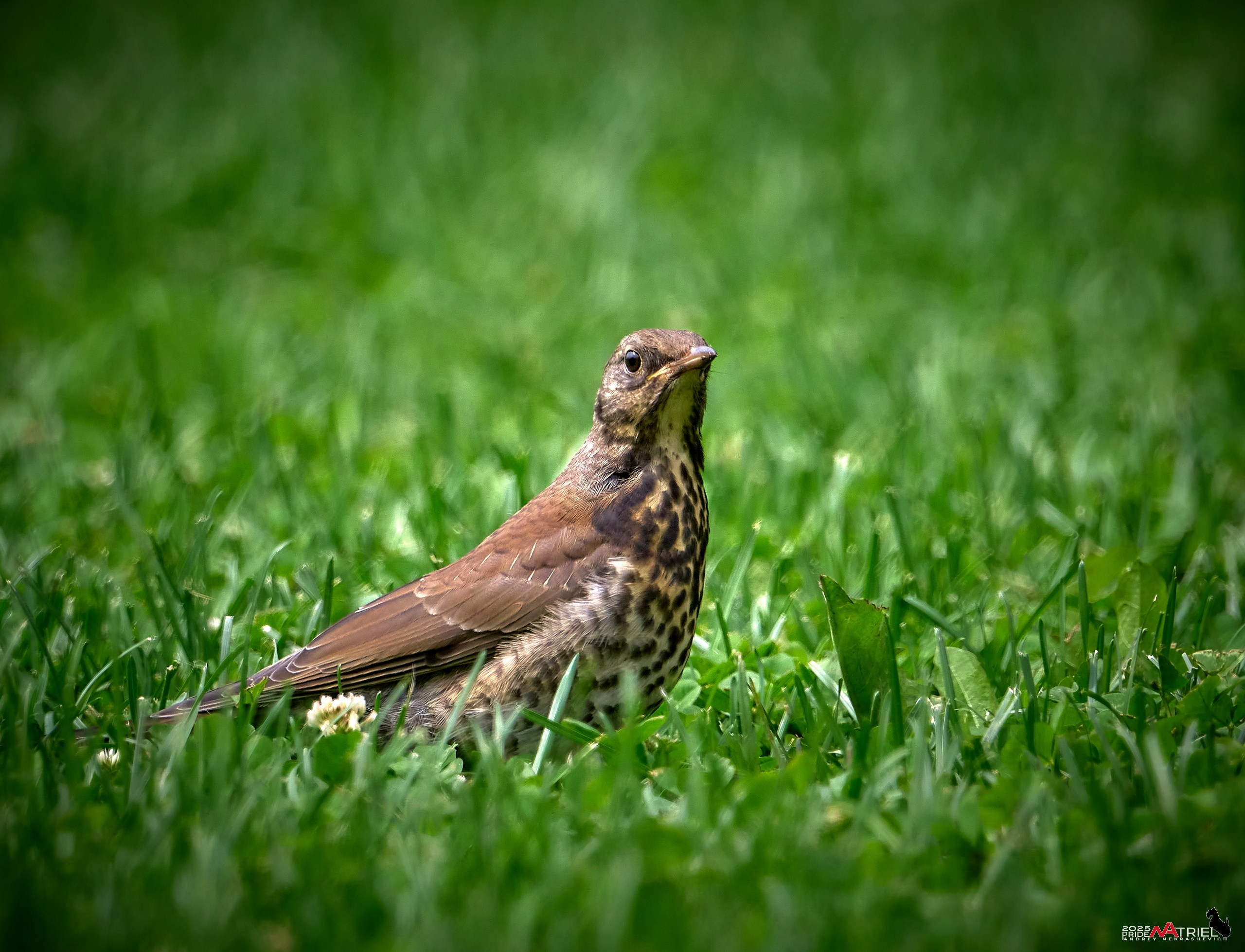 Съемка в парке на воде
