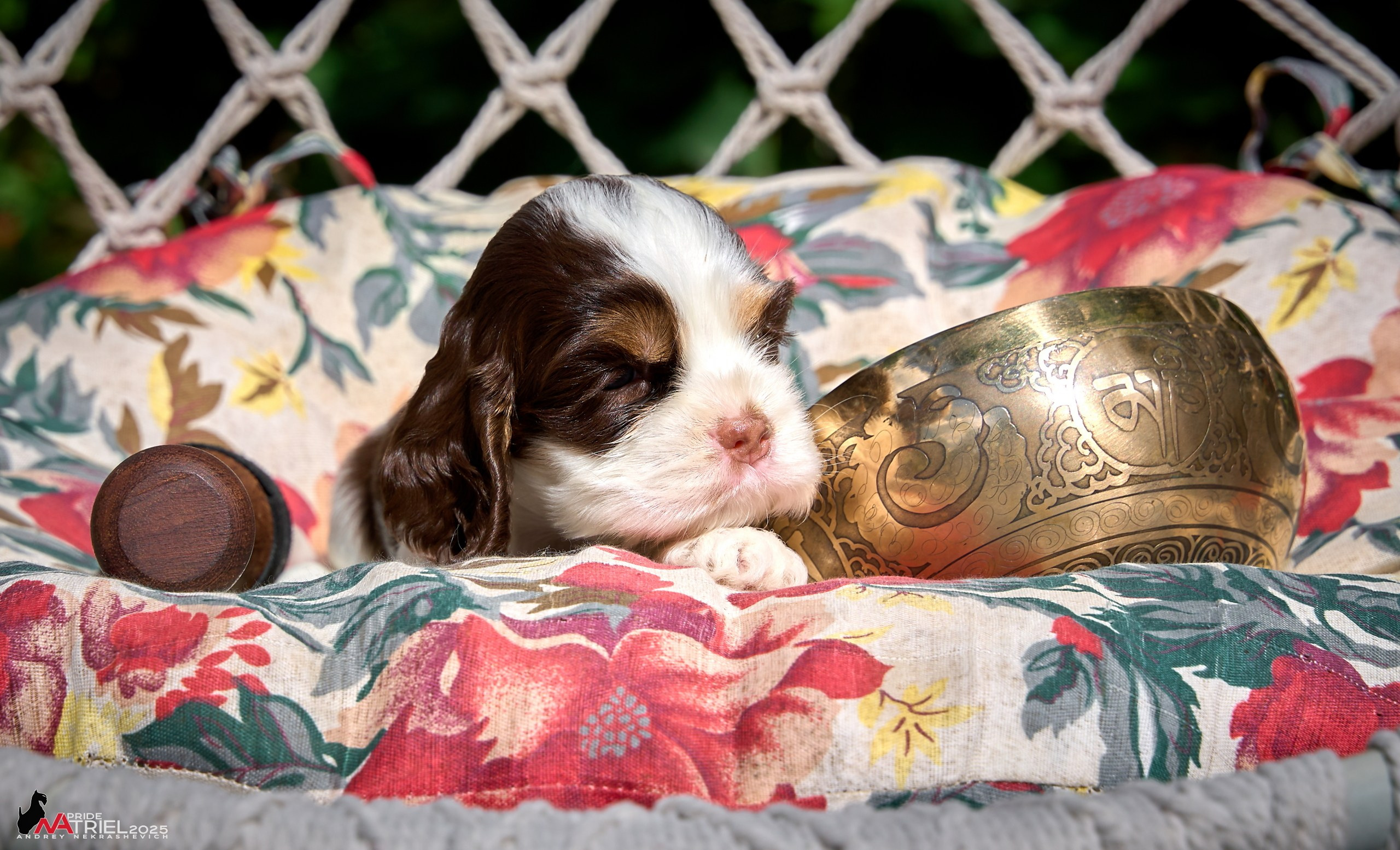 Щенки АмКокеров