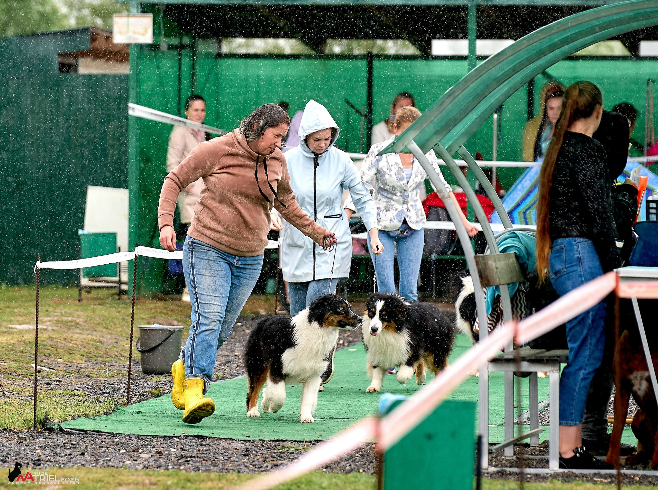 Репортаж с выставки собак