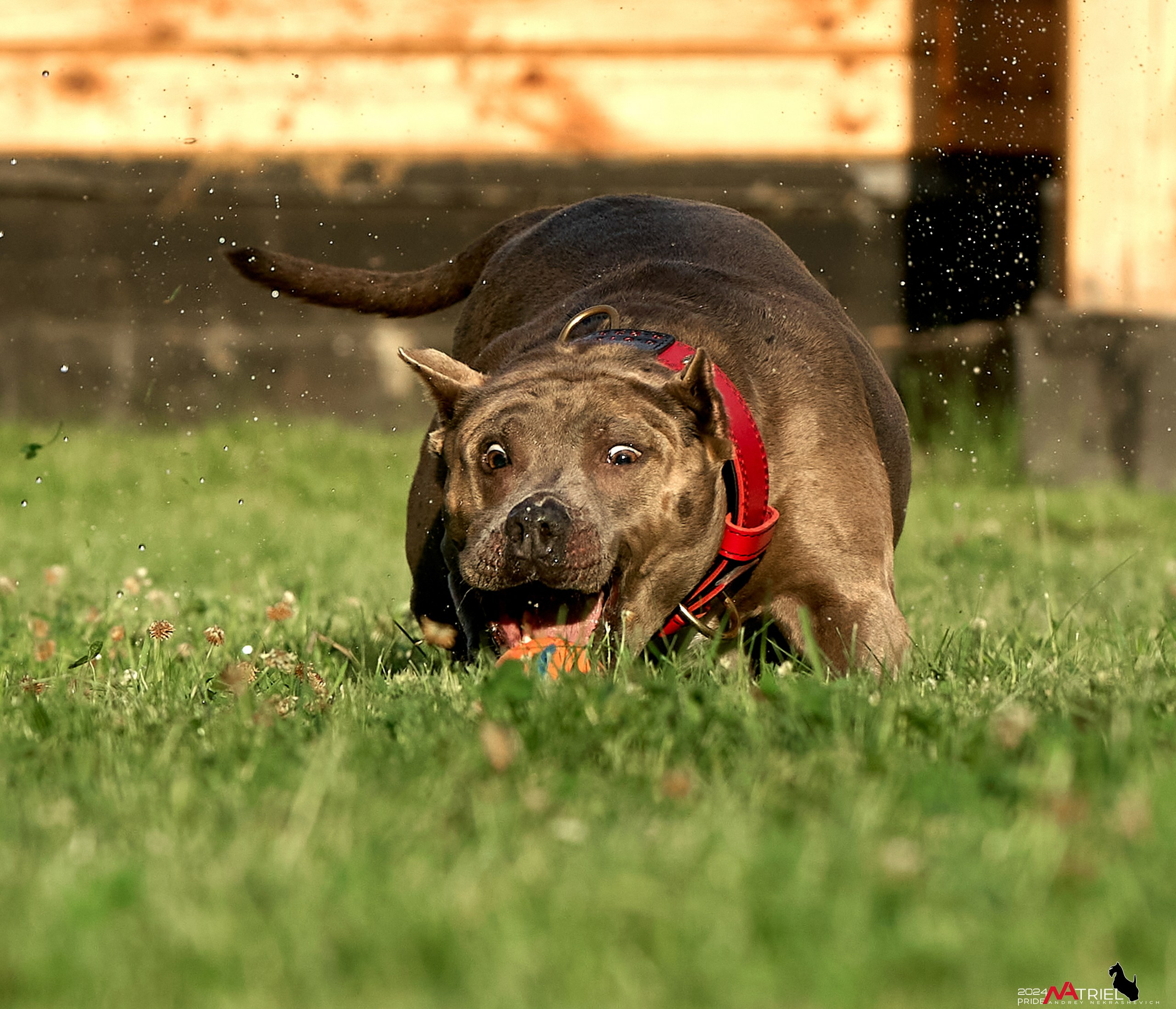 Съемка собак с выездом к Вам в дом