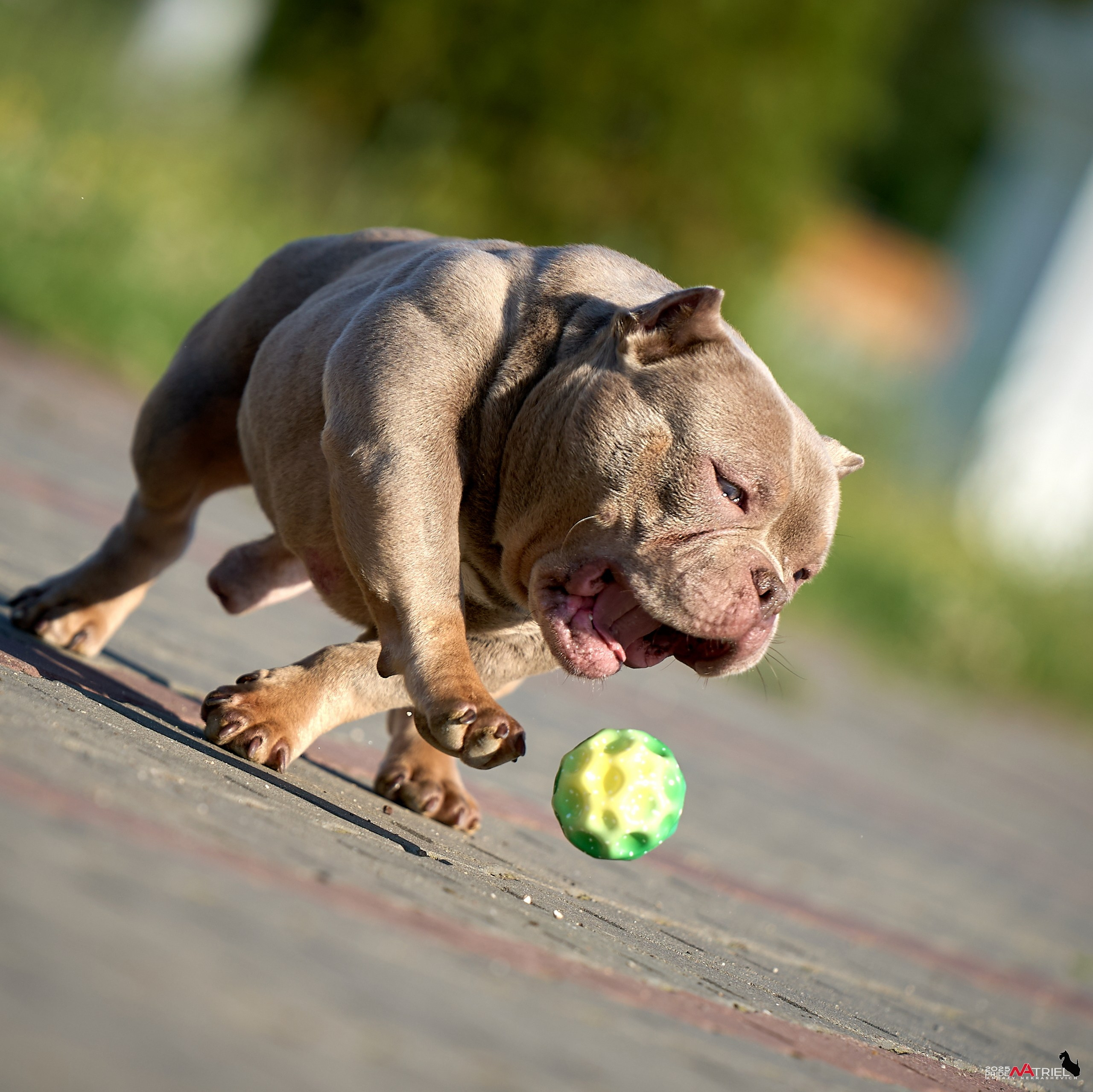 Съемка собак породы булли на природе