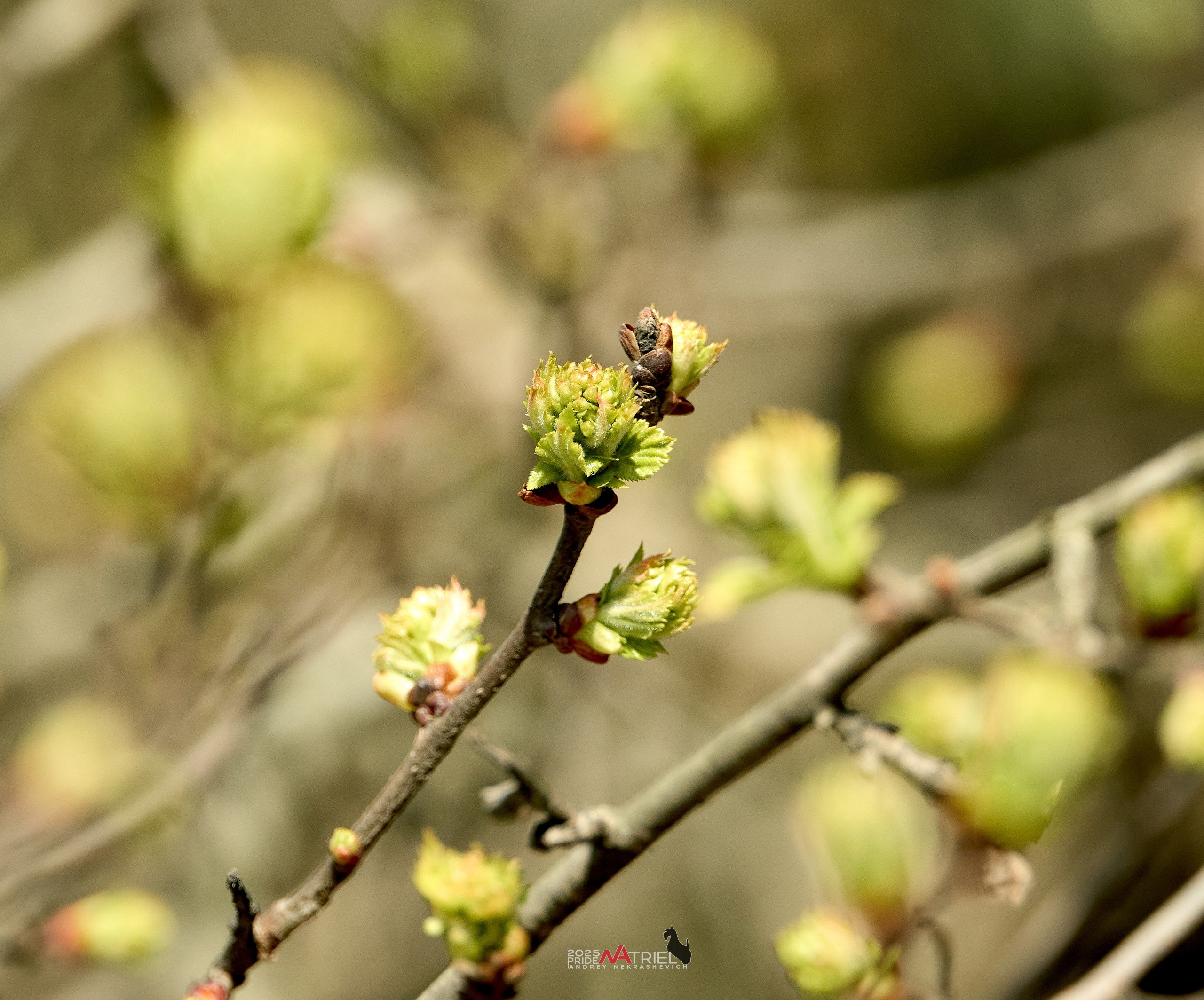 Природа в апреле