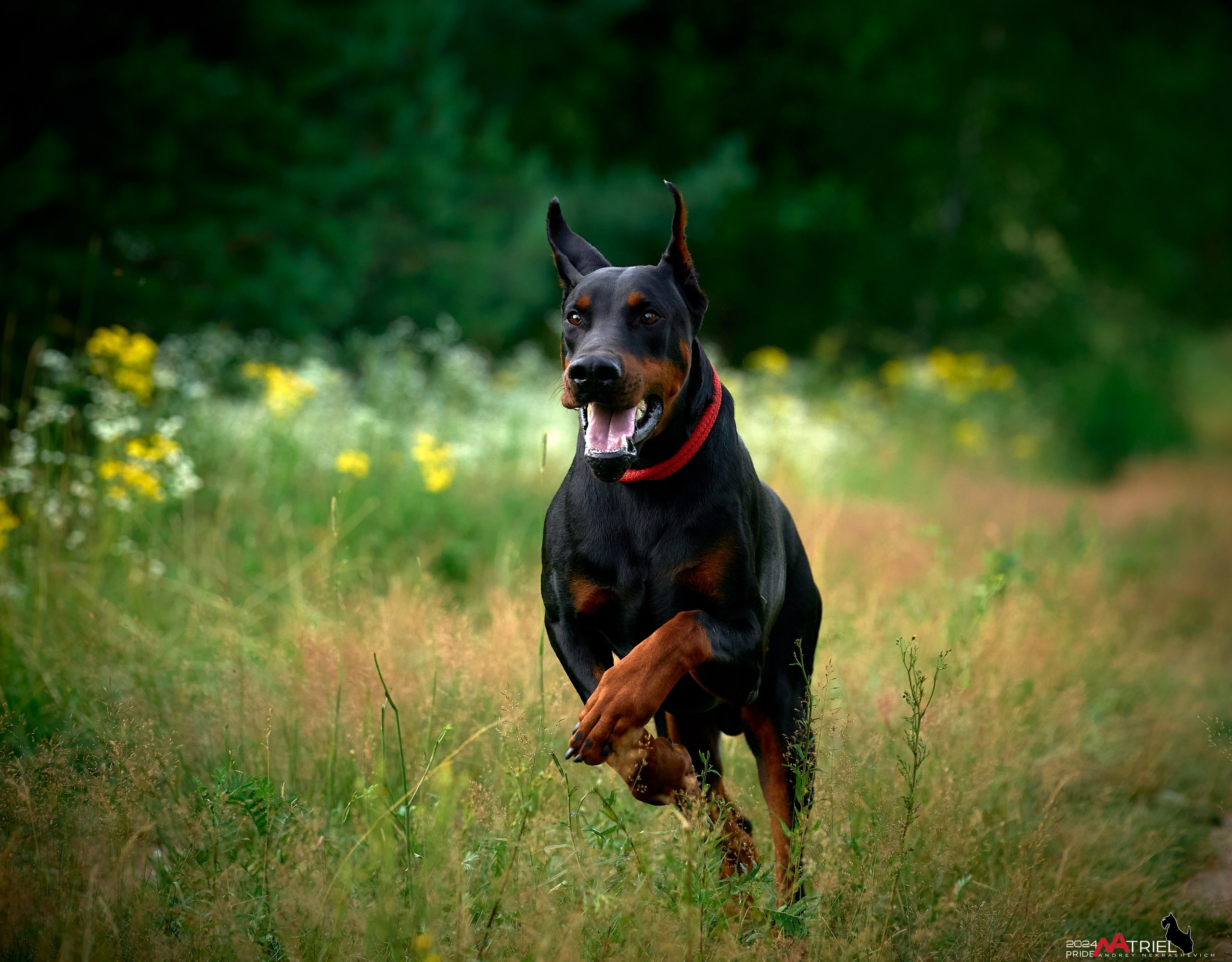 Репортаж из кинологического лагеря