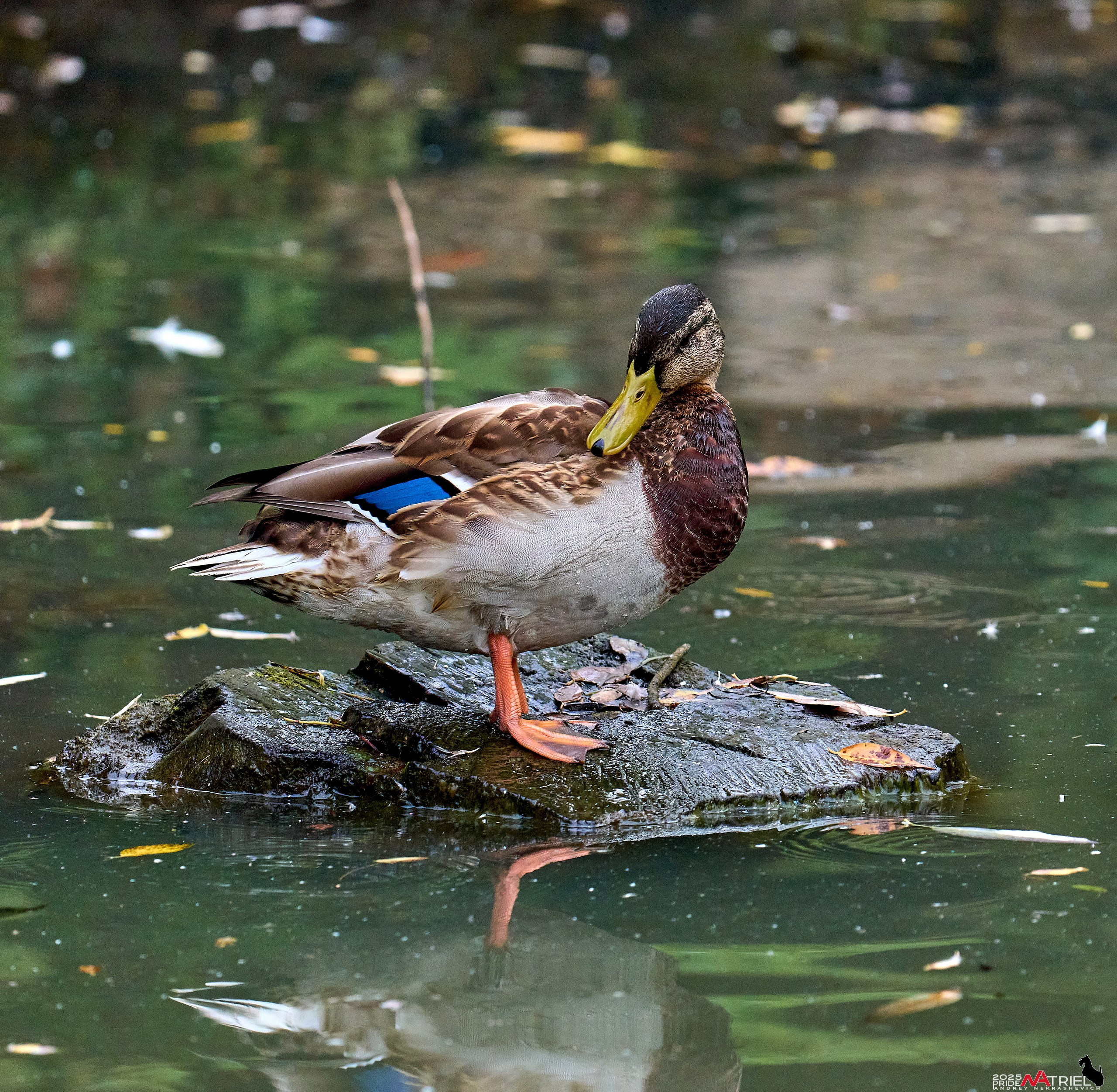 Съемка с объективом Sony 200-600 на камеру Sony A1m2