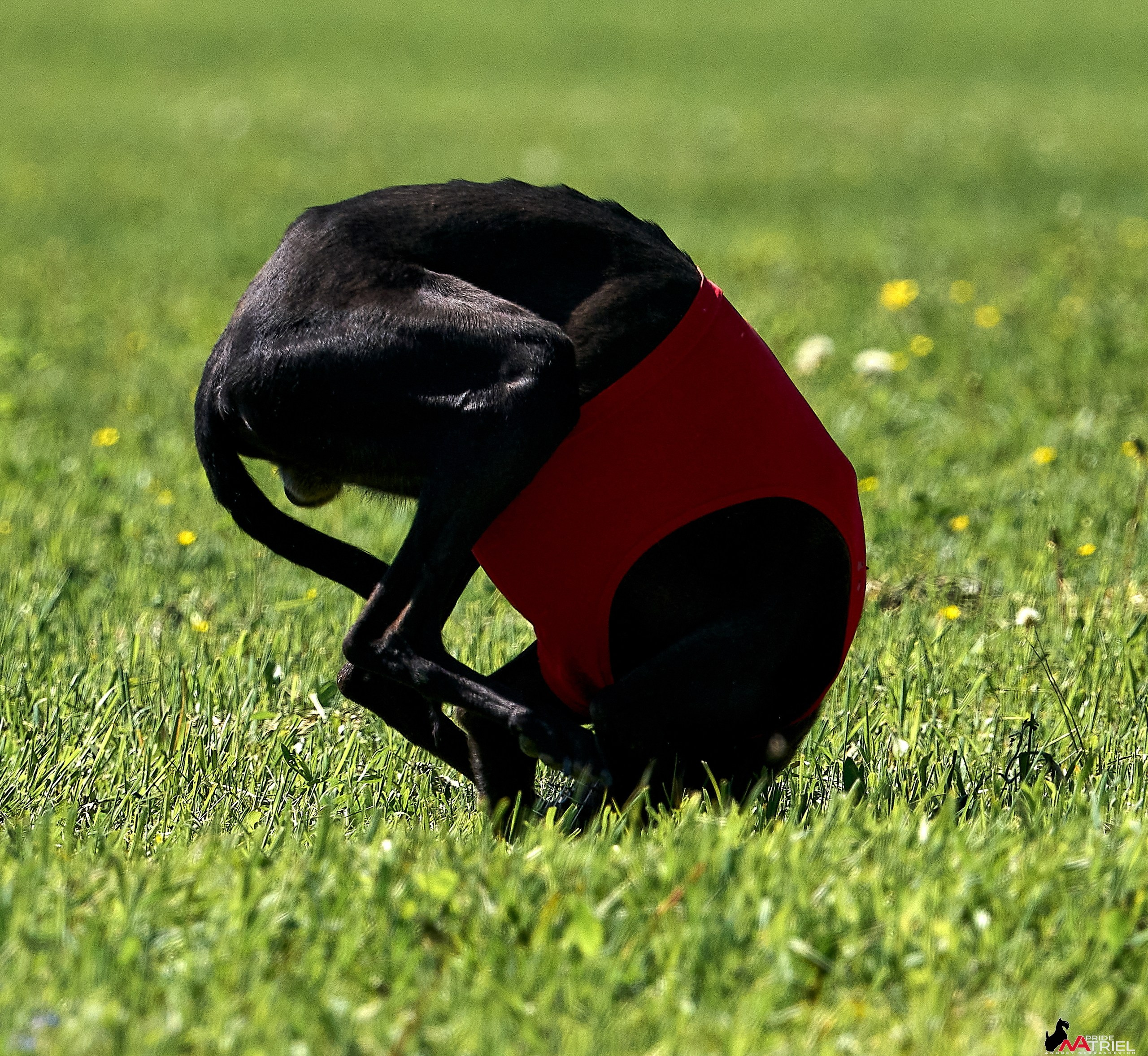 Съемка курсинг — галерея NATRIEL