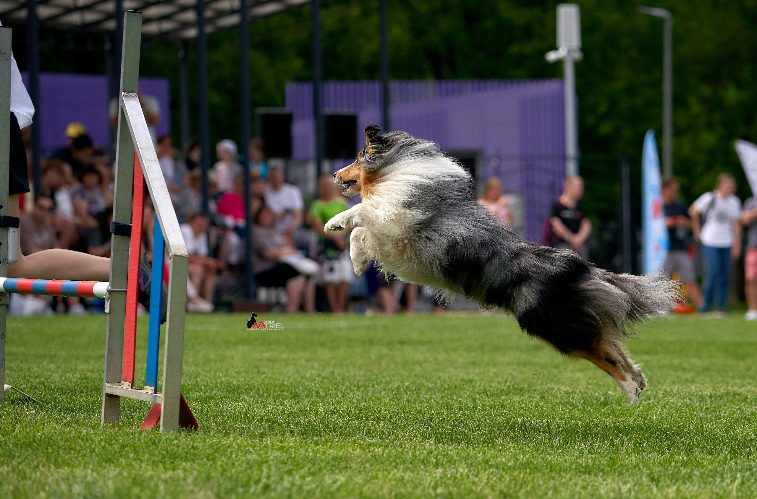 Аджилити — галерея NATRIEL