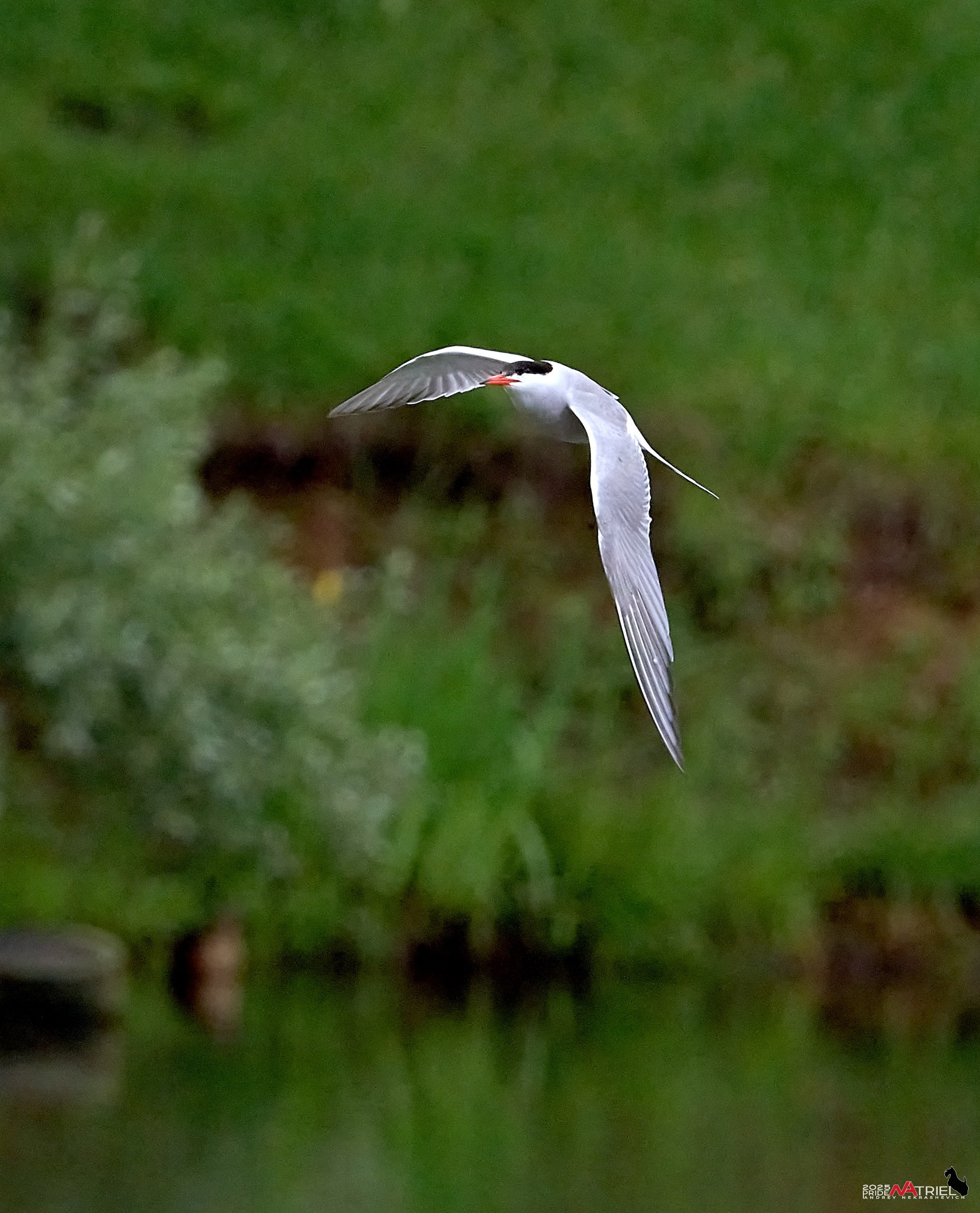Съемка в парке на воде